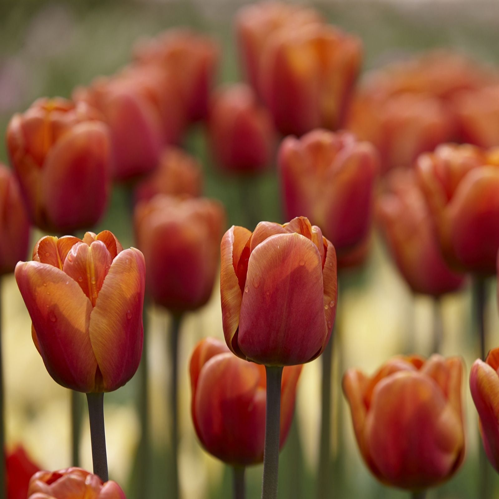 Hayloft Plants 12 x Brown Sugar Tulips QVC UK