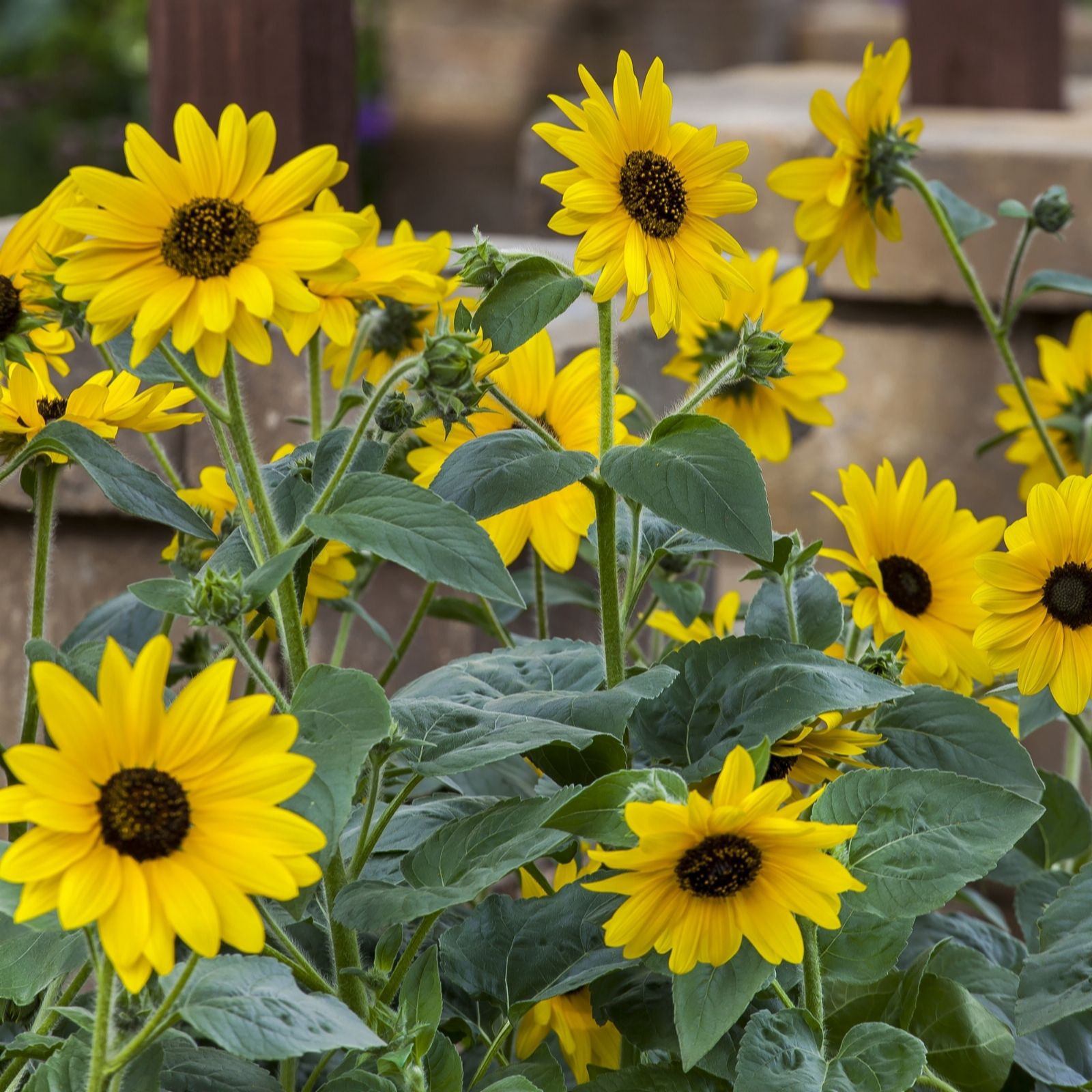 Hayloft Plants 2 x Sunflower Sunfinity 15cm Pots - QVC UK