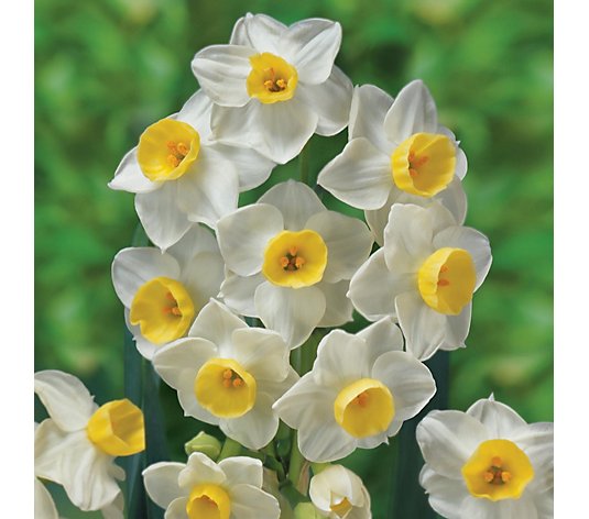 de Jager 30 x RHS AGM Multiflowering Daffodil Bulbs