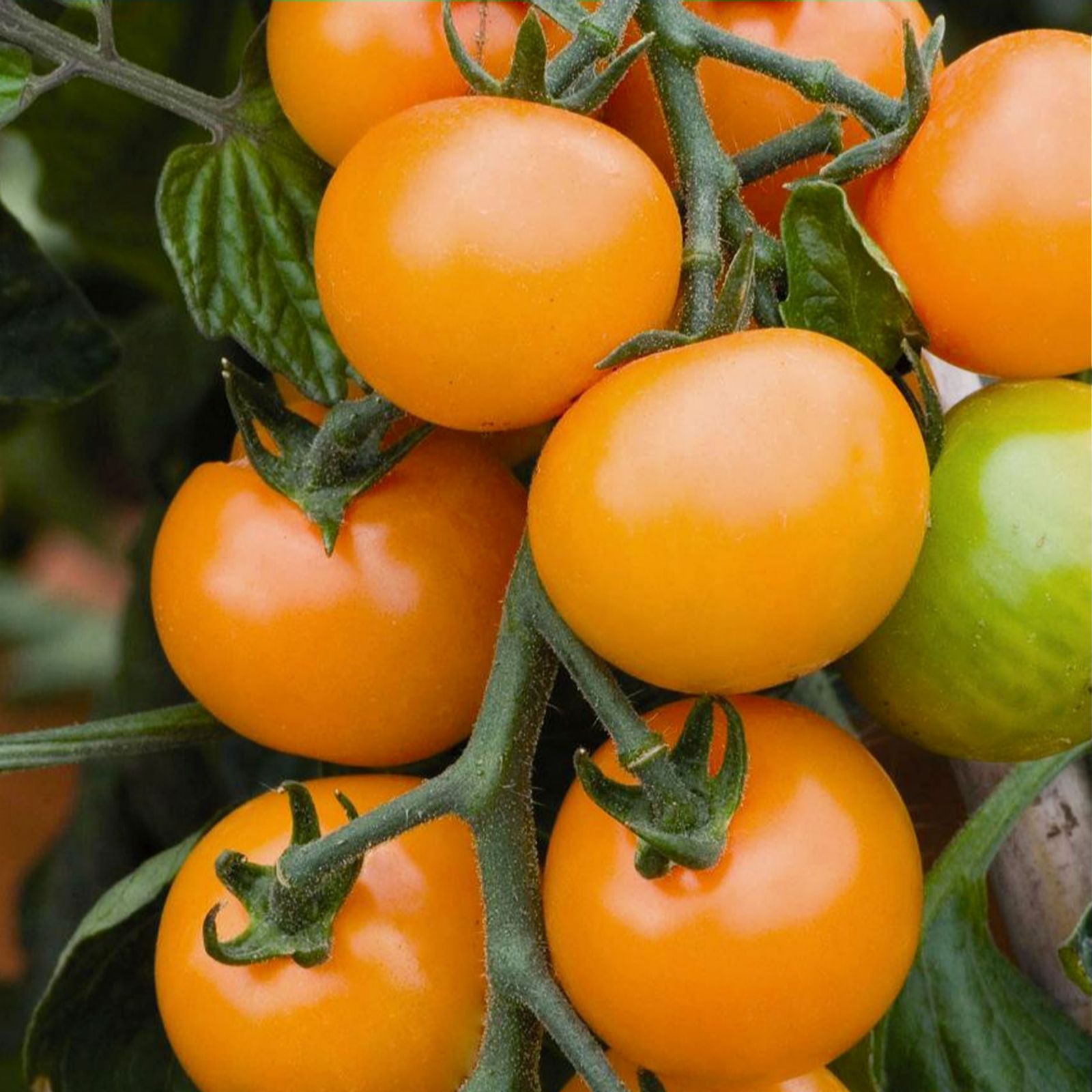 Qvc tomato plants Idea