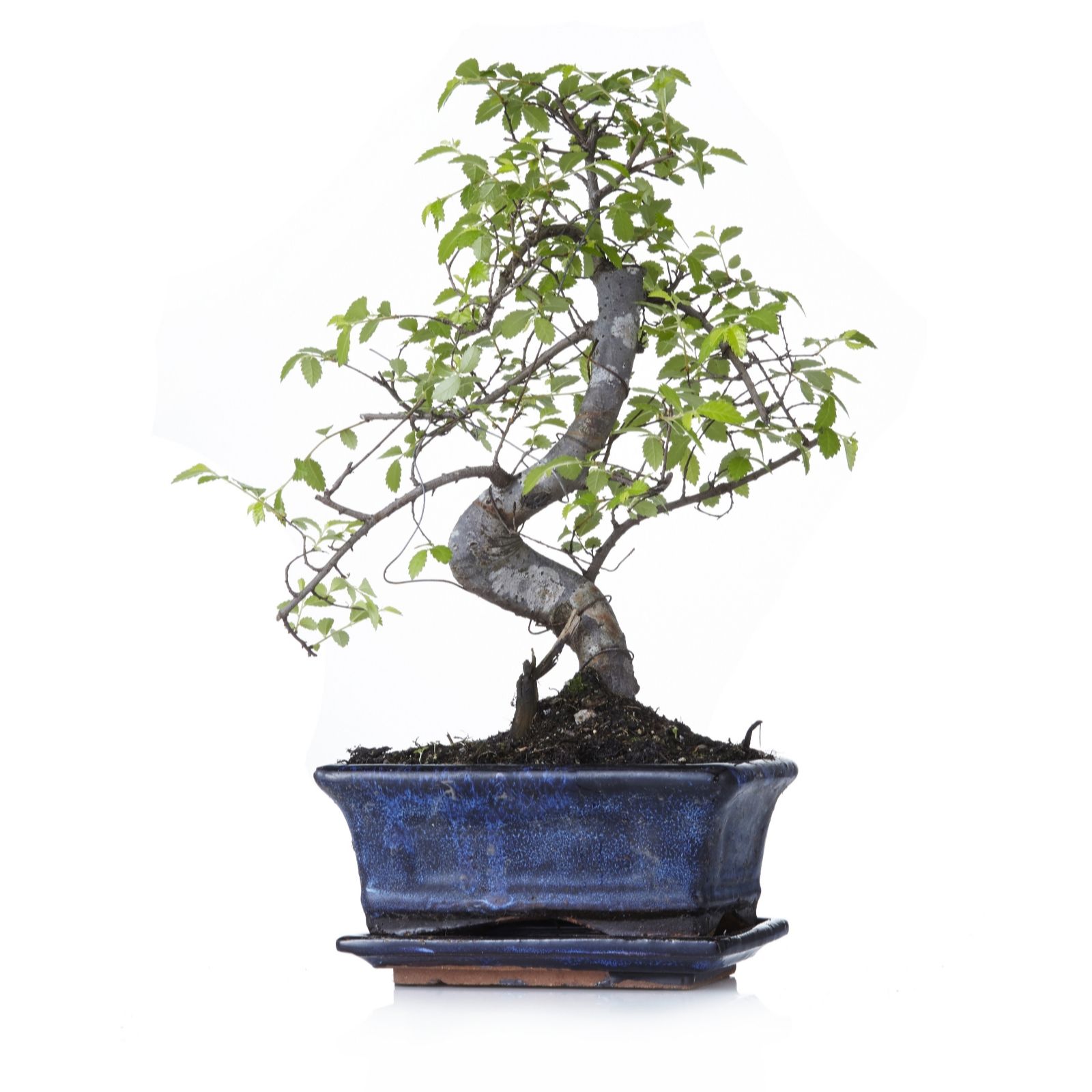 Gardening Express S Shaped Premium Bonsai Tree in Decorative Box QVC UK