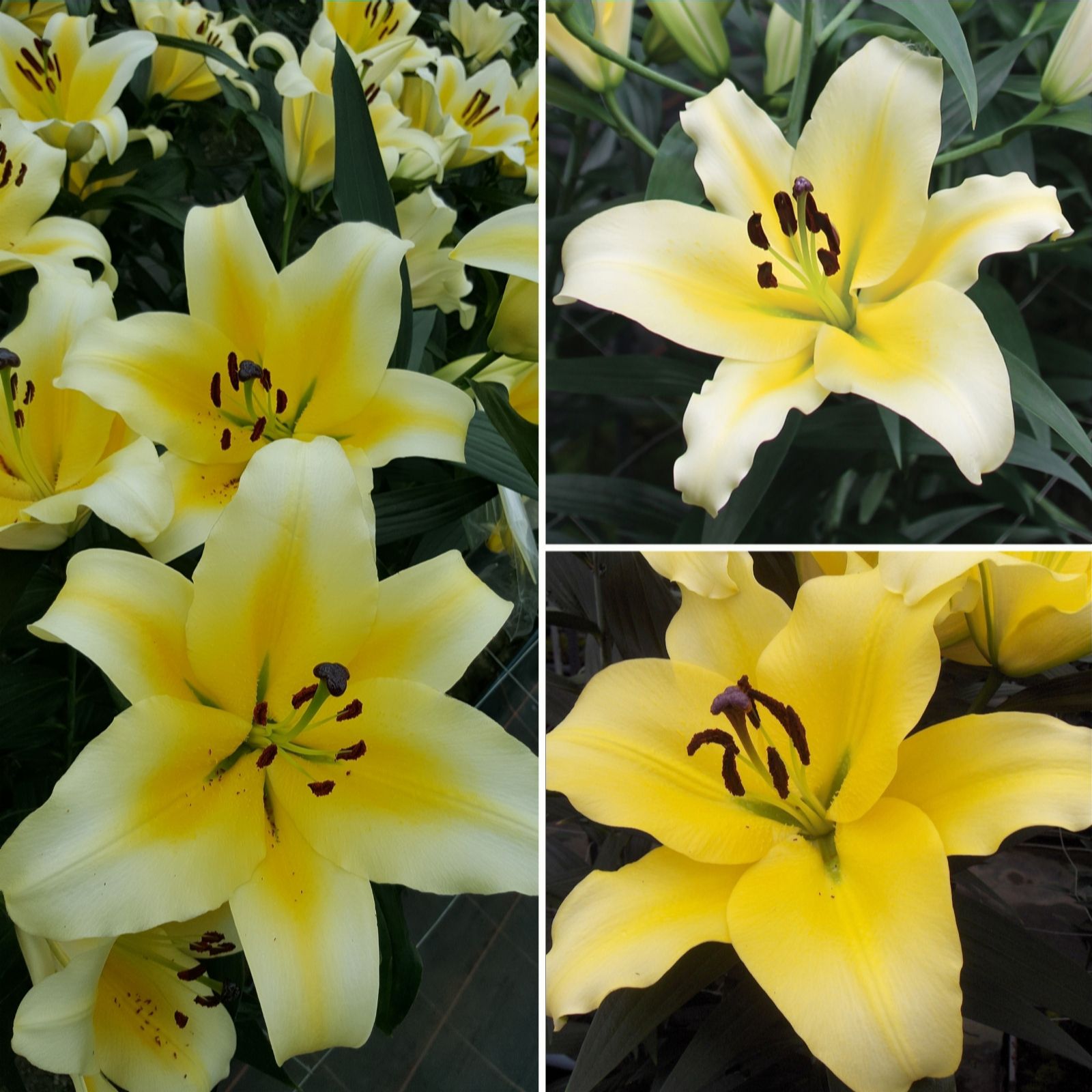 Mont Rose 15 x Lily Bulb Collection QVC UK