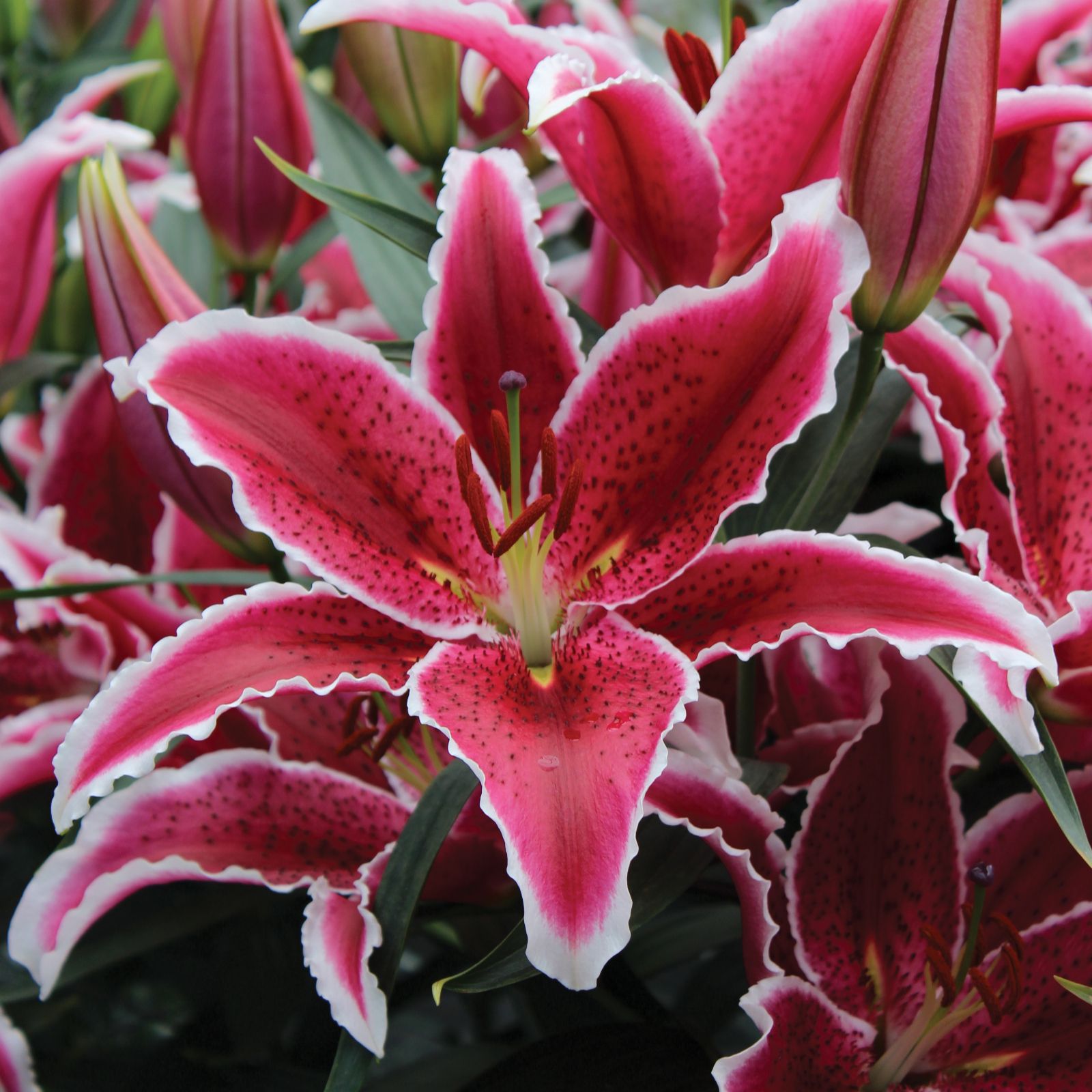 Mont Rose 15 x Lily Bulb Collection QVC UK