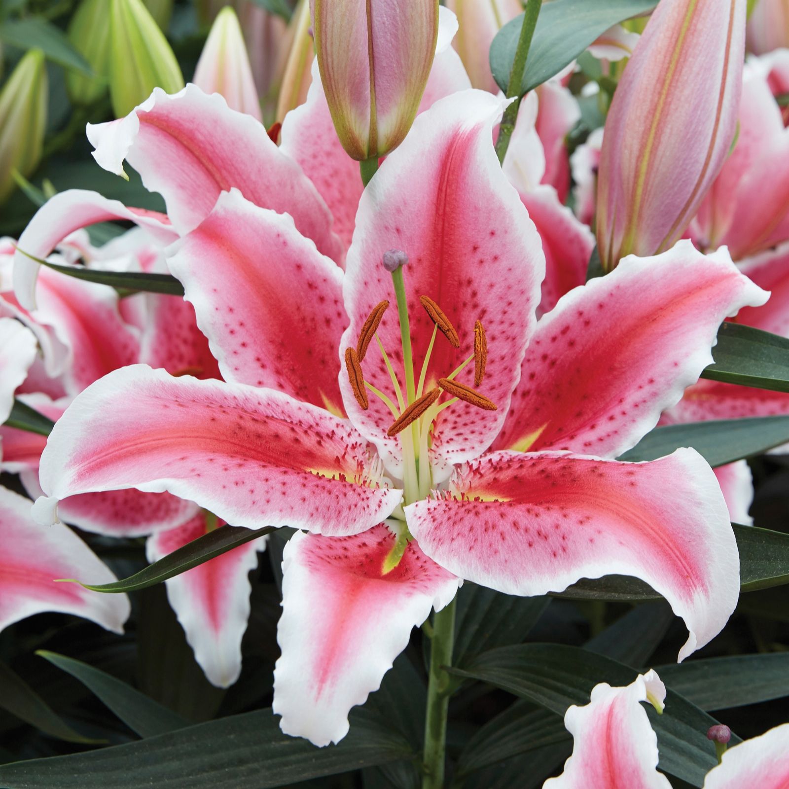 Mont Rose 15 x Lily Bulb Collection - QVC UK