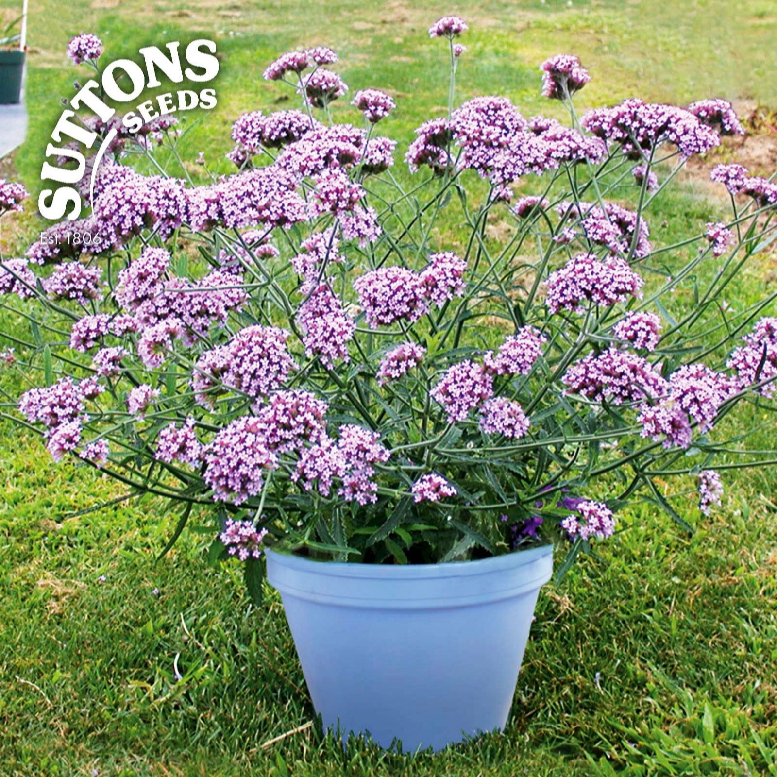 Suttons Verbena Lollipop 3 x 9cm Plants QVC UK