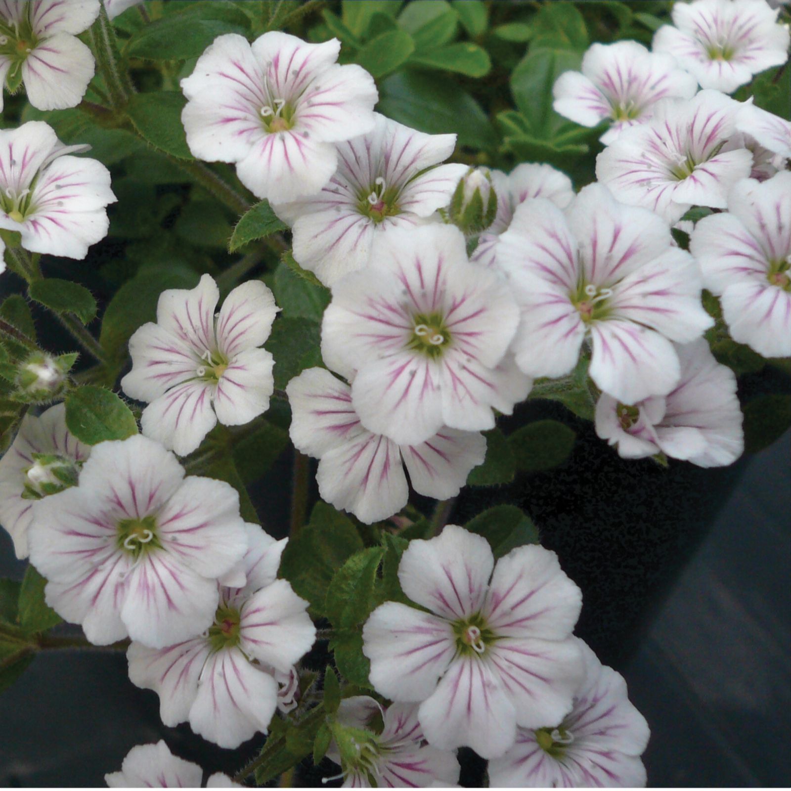 Mont Rose 3 x Gypsophila Pretty Maid Plug Plants QVC UK