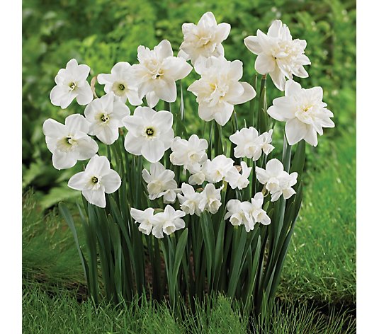 de Jager 20 x Wonderful White Daffodils