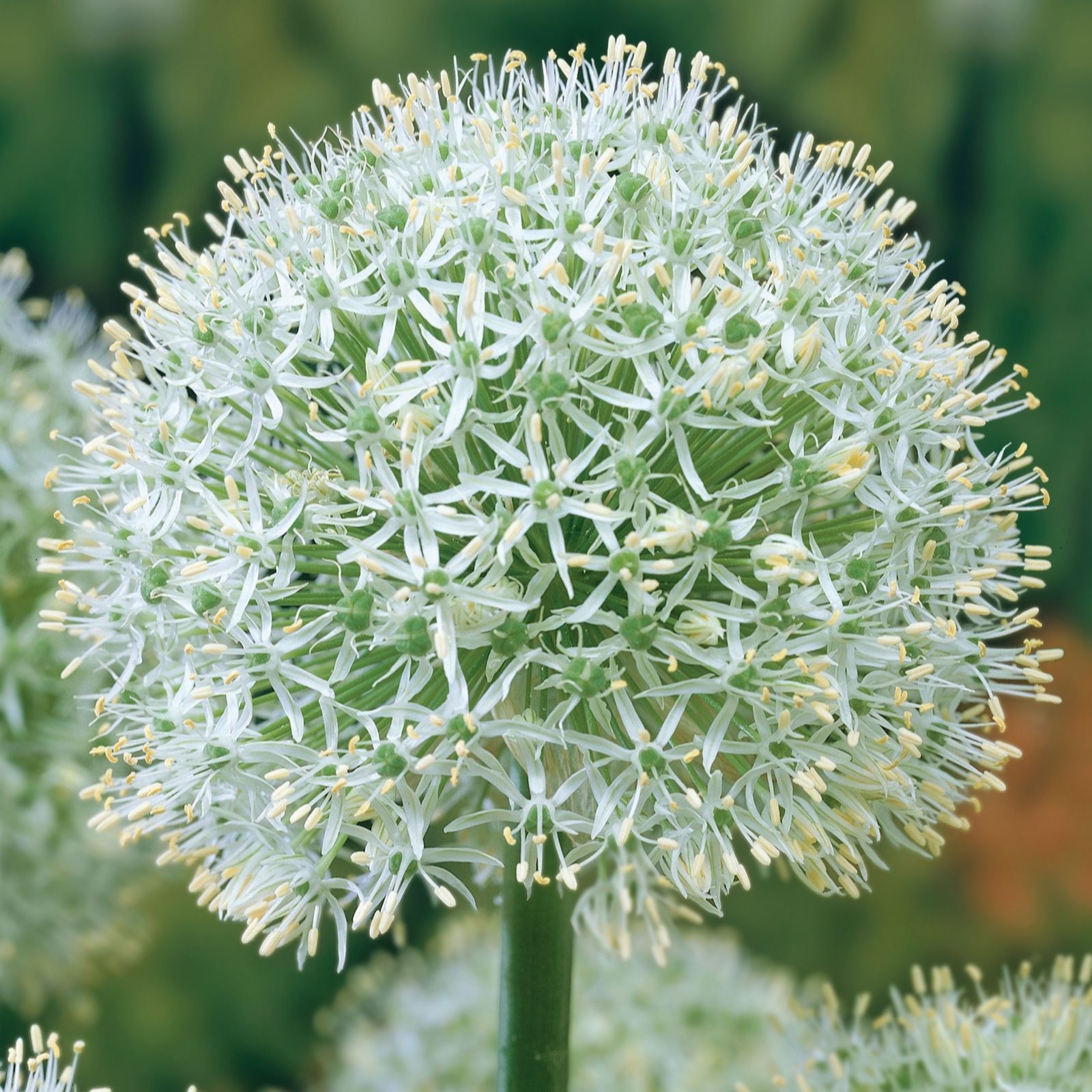 de Jager 24 x Stunning RHS AGM Alliums