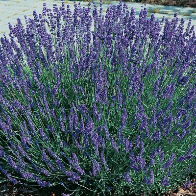 lavender low hidcote hedge young growing plants qvc