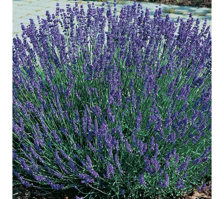 lavender low hidcote hedge young growing plants qvc