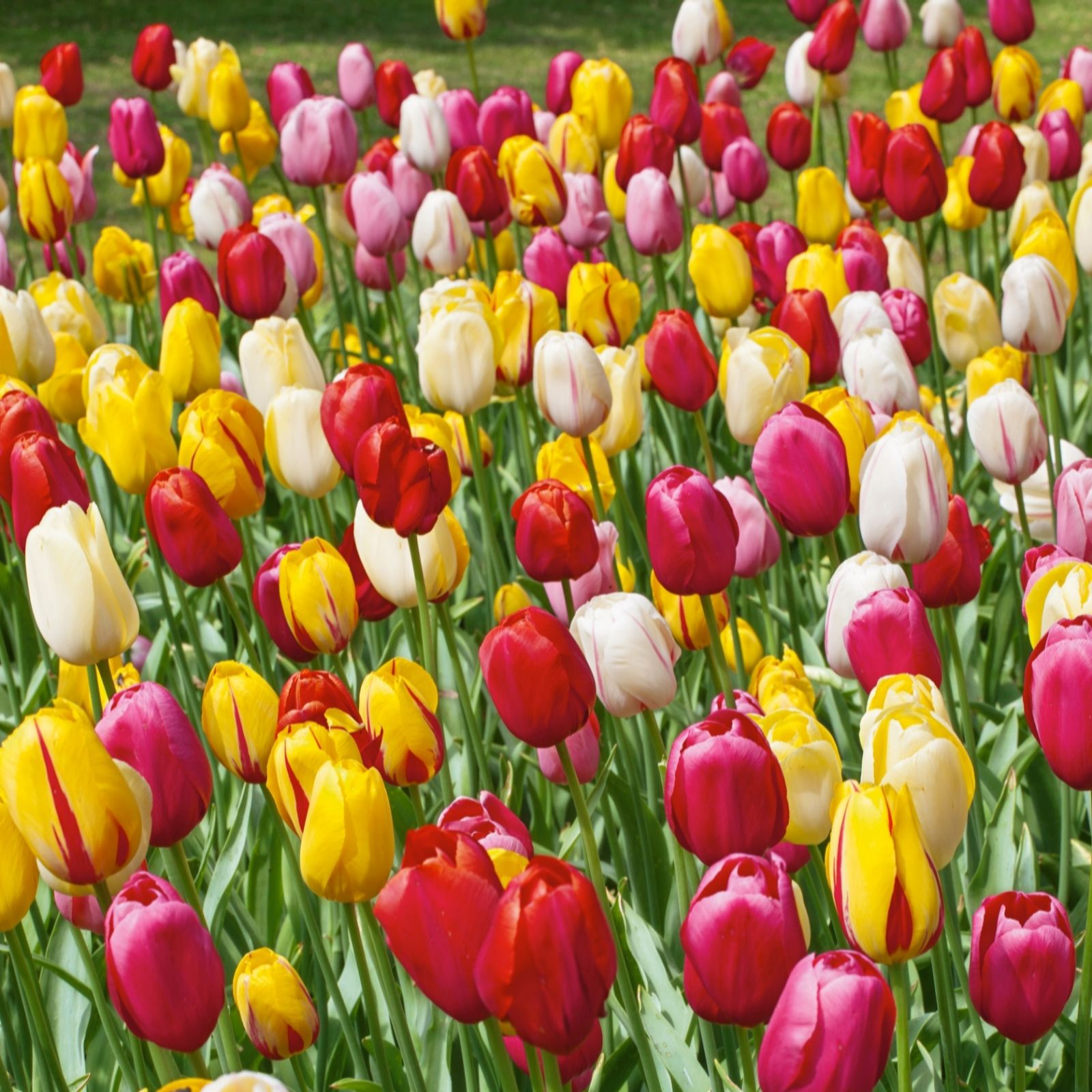 Plants2Gardens 50 x Tulip Triumph Bulbs - QVC UK