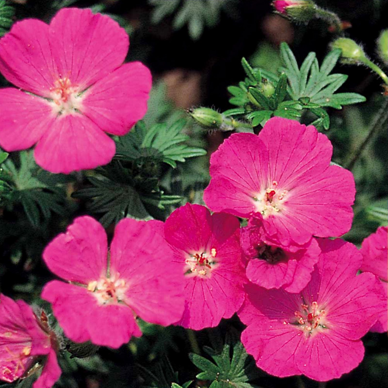 Claire Austin Hardy Geraniums 3 x 9cm Pot Plants Collection QVC UK