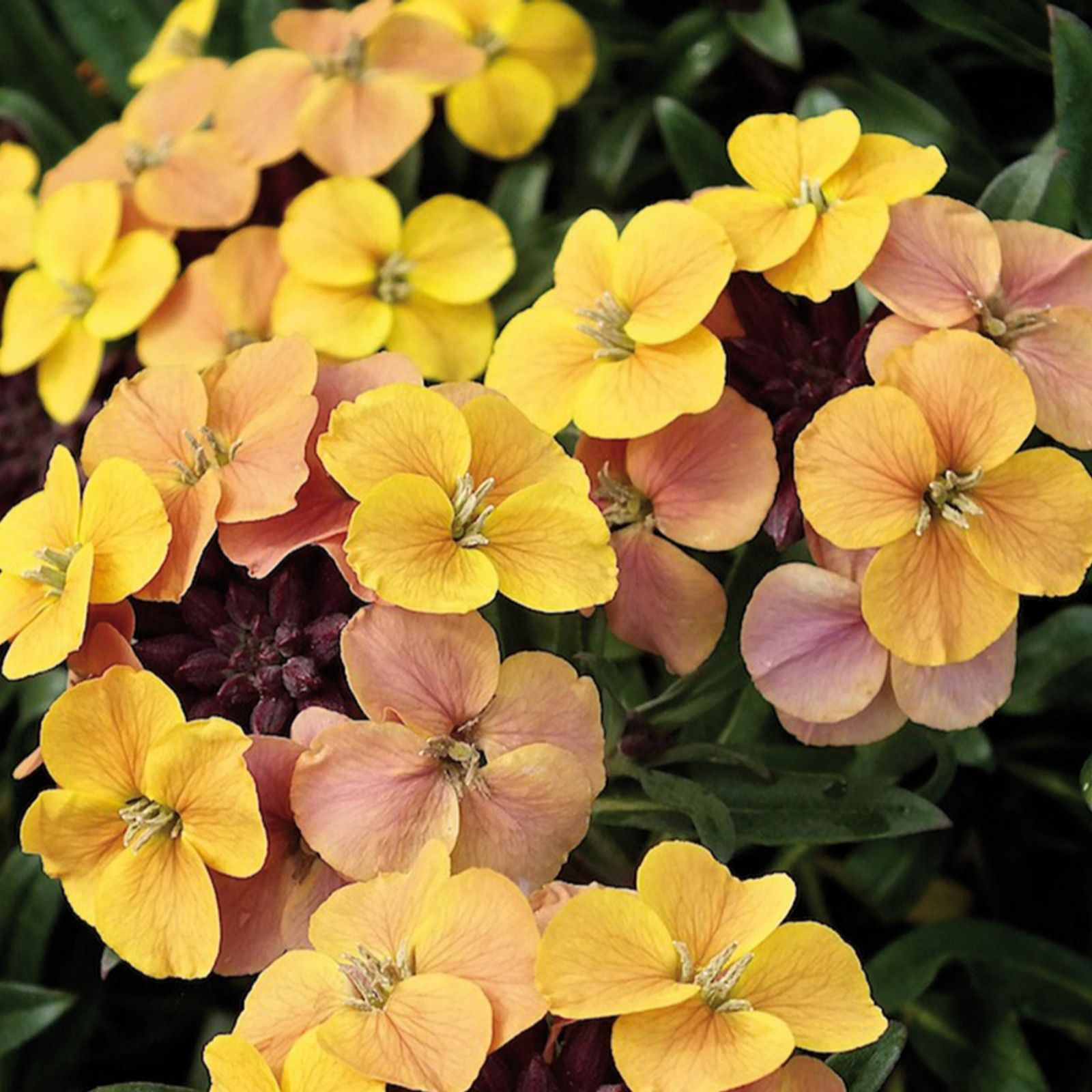 Hayloft Plants 5 x Hardy Erysimum Colour Changing Young Plant ...