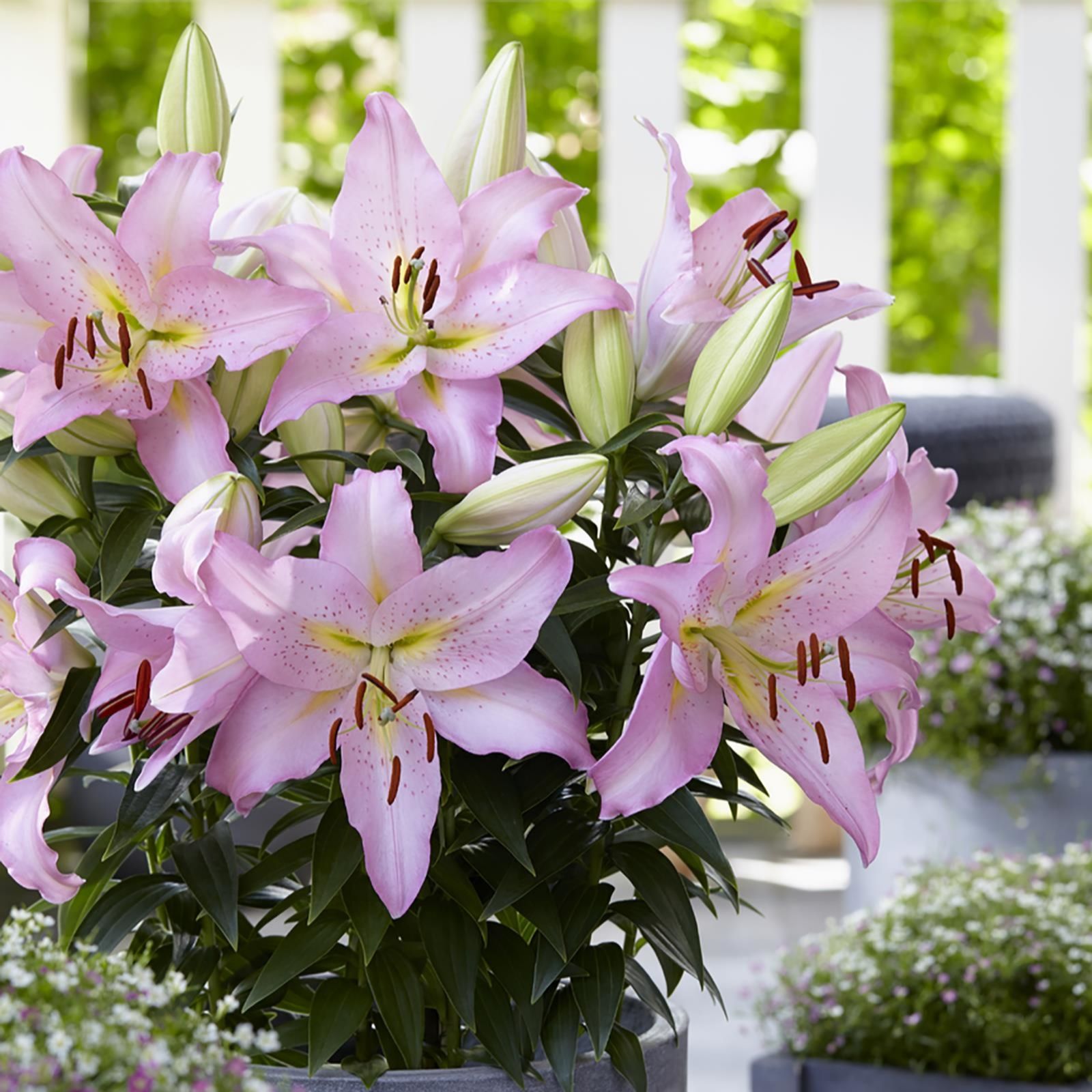 Richard Jackson 15 x Romantic Lily Bulbs - QVC UK