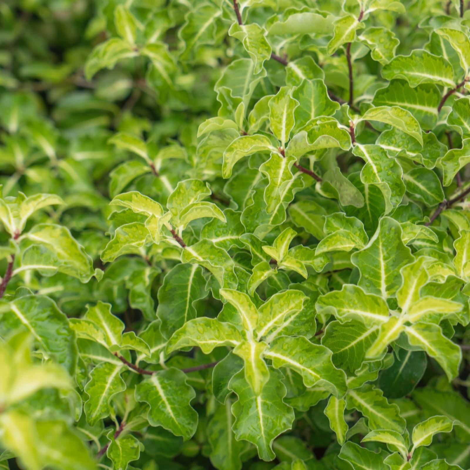 Plants2Gardens 1 x Pittosporum Golden Ball Shrub QVC UK