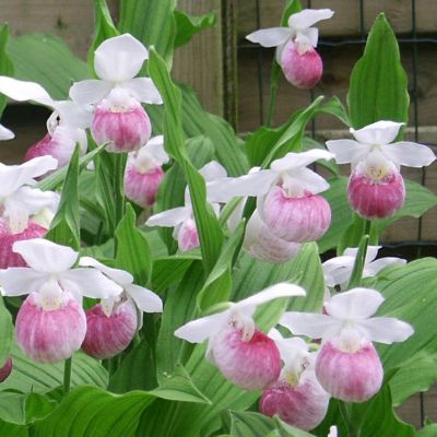 slipper 5cm orchid hardy pots 2x plants ladies qvc