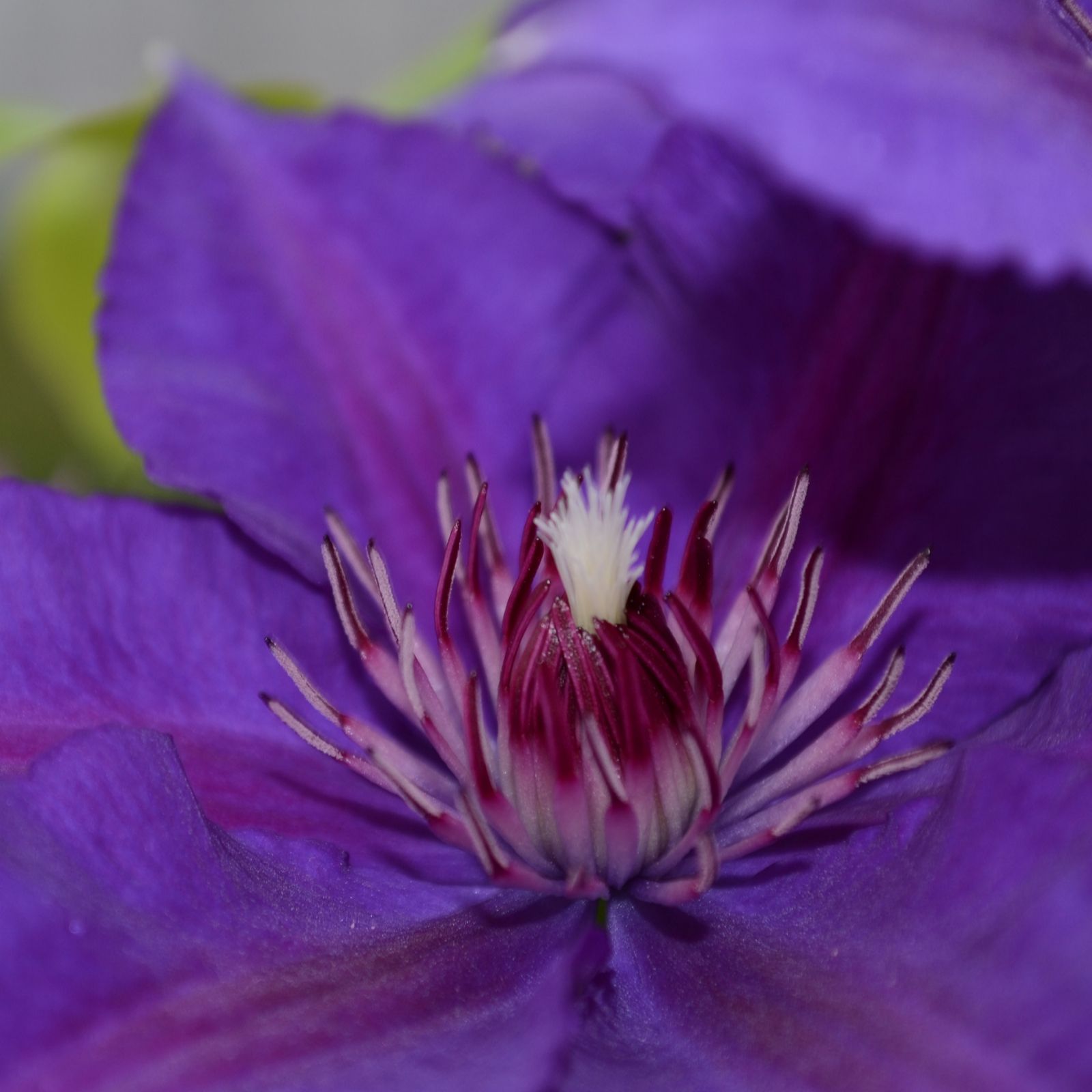 Raymond Evison Endellion & Edda Clematis in 7cm Pots - QVC UK