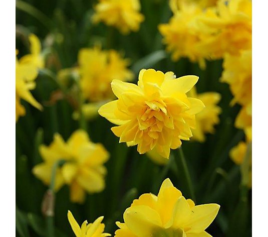Plants2Gardens 20x Narcissus Tete Boucle Bulbs