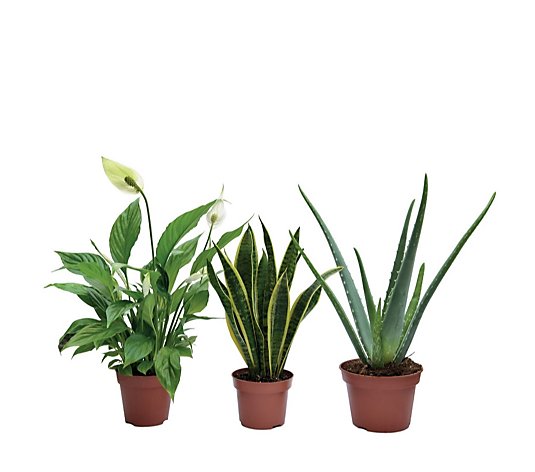 Thompson & Morgan Wellbeing Plants Collection