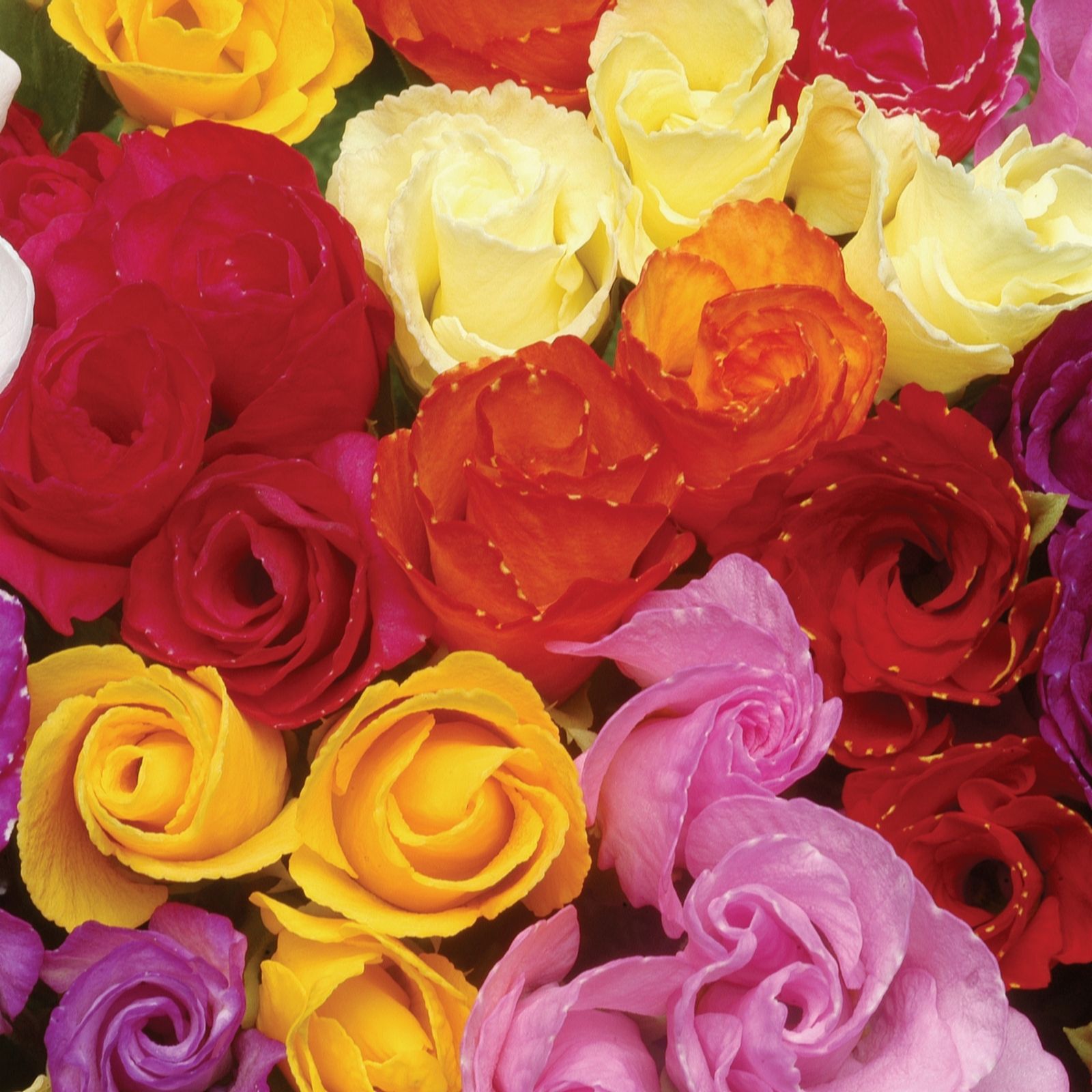 Thompson & 48 x Primrose Primlets Plug Plant Collection QVC UK