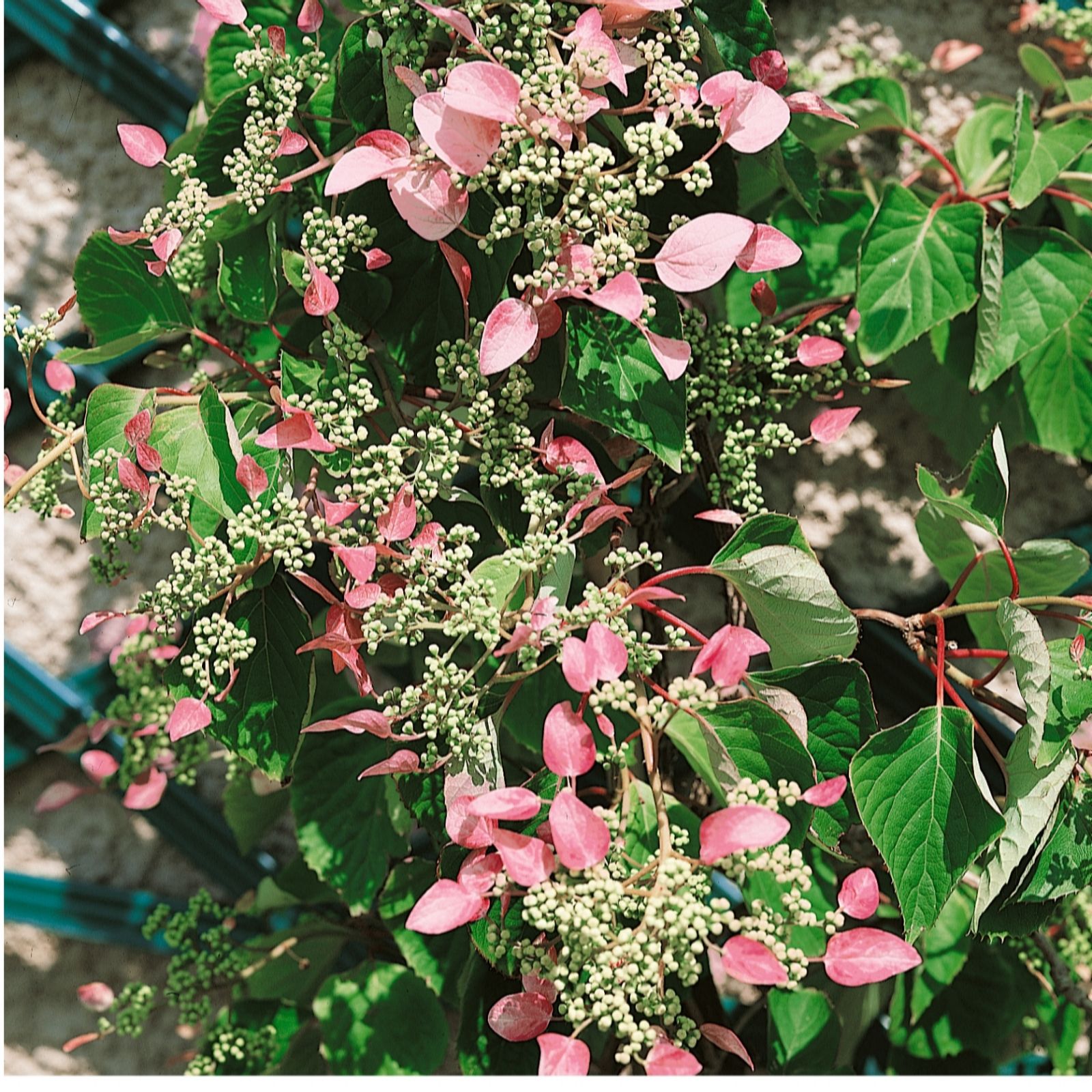 Plants2Gardens 1 x Hydrangea Schizophragma Roseum