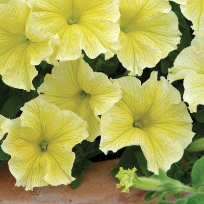 6 x Petunia Fanfare Yellow Plants - QVC UK