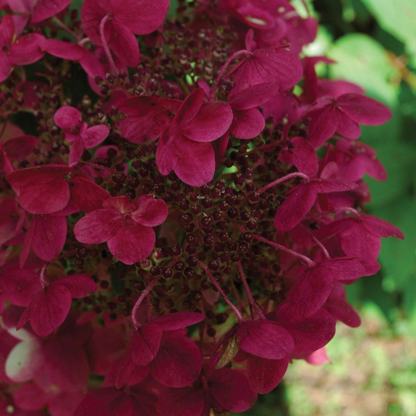 Plants2Gardens Hydrangea Paniculata Wim's Red Shrub in 3 Litre Pot QVC UK