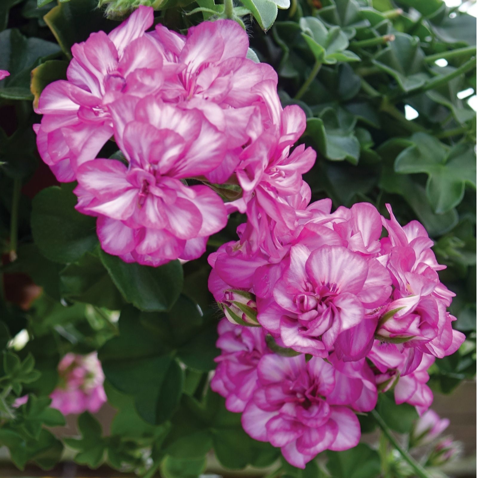 Mont Rose 10 x Geranium Ivy Arctic Rose Young Plants QVC UK