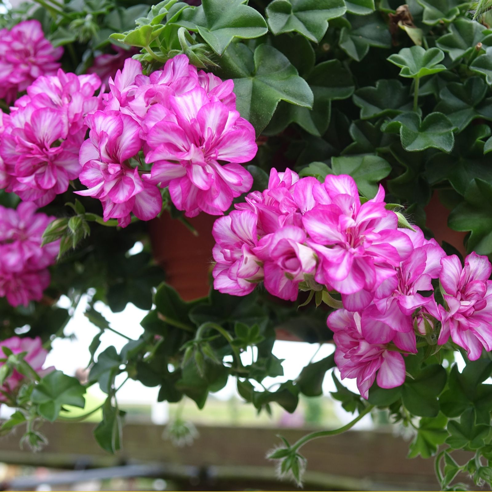 Mont Rose 10 x Geranium Ivy Arctic Rose Young Plants QVC UK