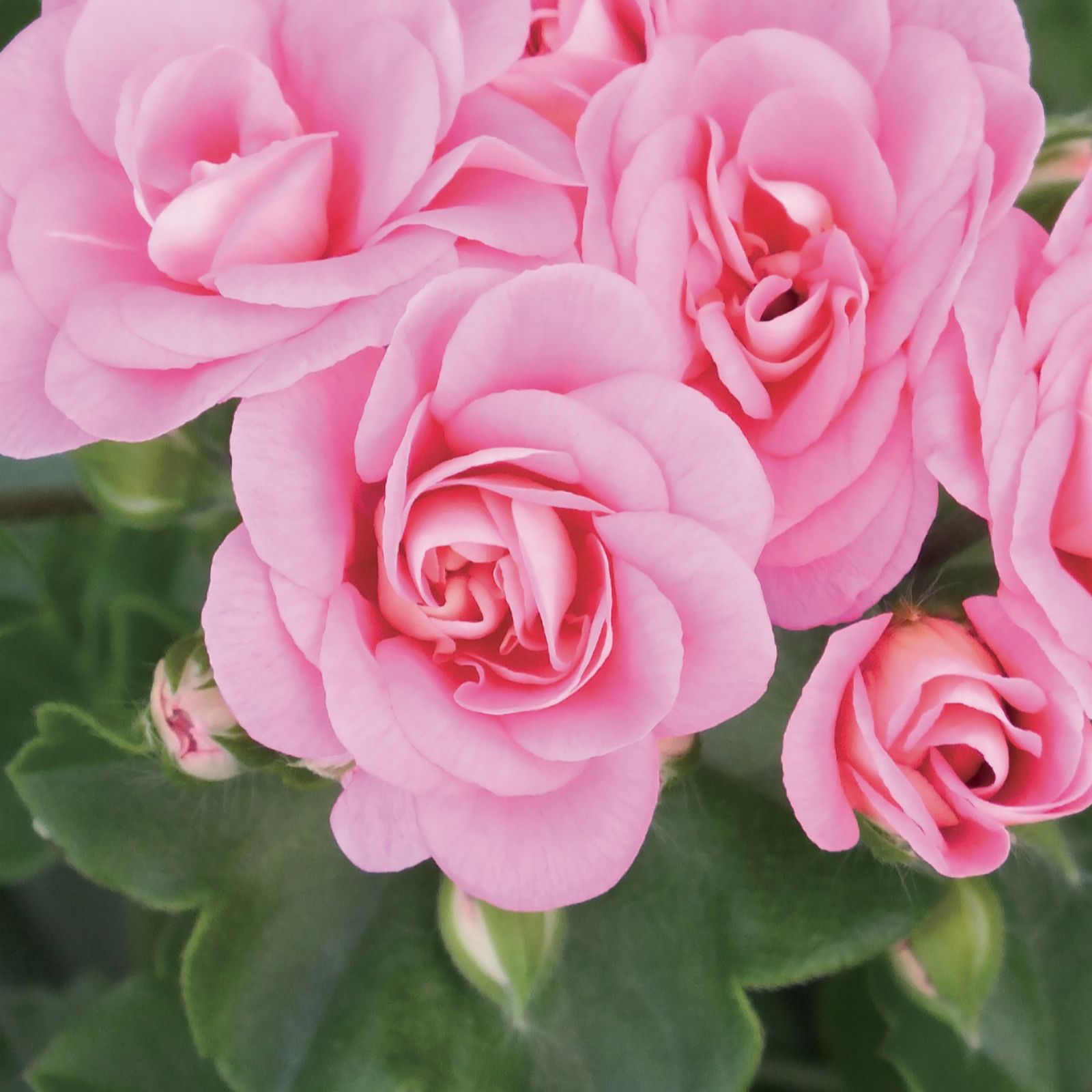 de-jager-6-x-geranium-rosebud-sybil-young-plants-qvc-uk