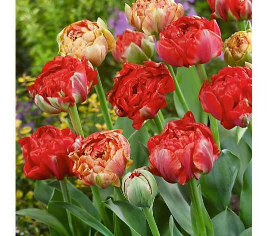 Plants2Gardens 20 x Tulip Gudoshnik Bulbs