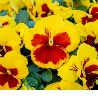 Plants 2 Gardens Pansy Yellow Red Blotch 20 x 5cm Plants
