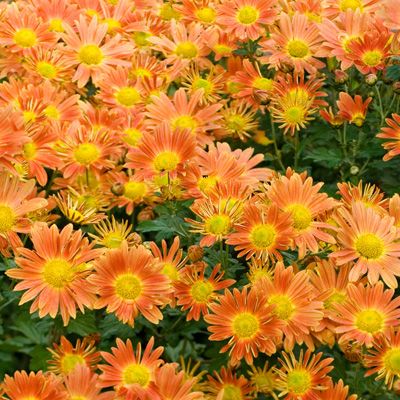 8 x Hardy Chrysanthemum Jumbo Young Plants - QVC UK