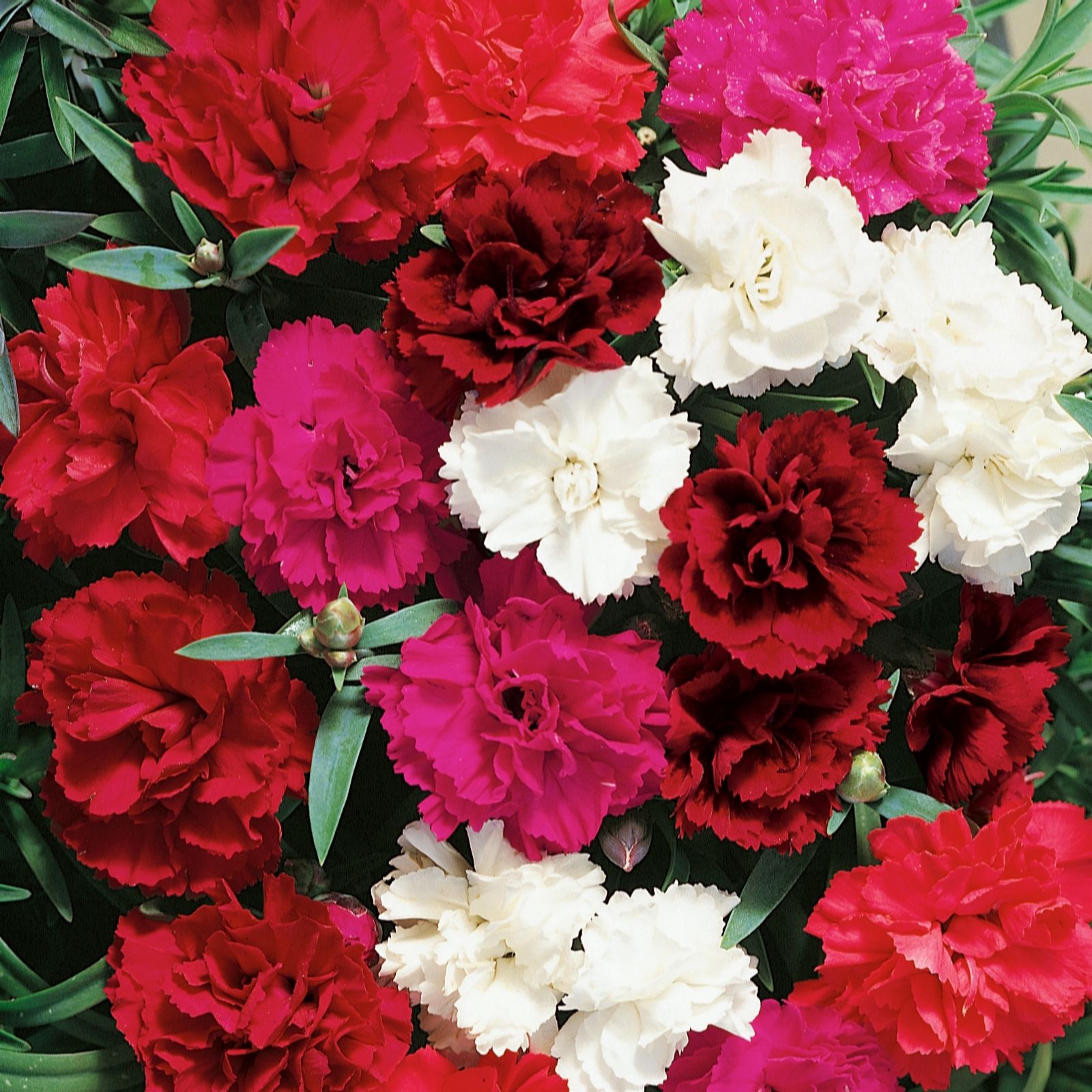 Unwins 12 x Dianthus Scents of Summer Plug Plant Collection QVC UK