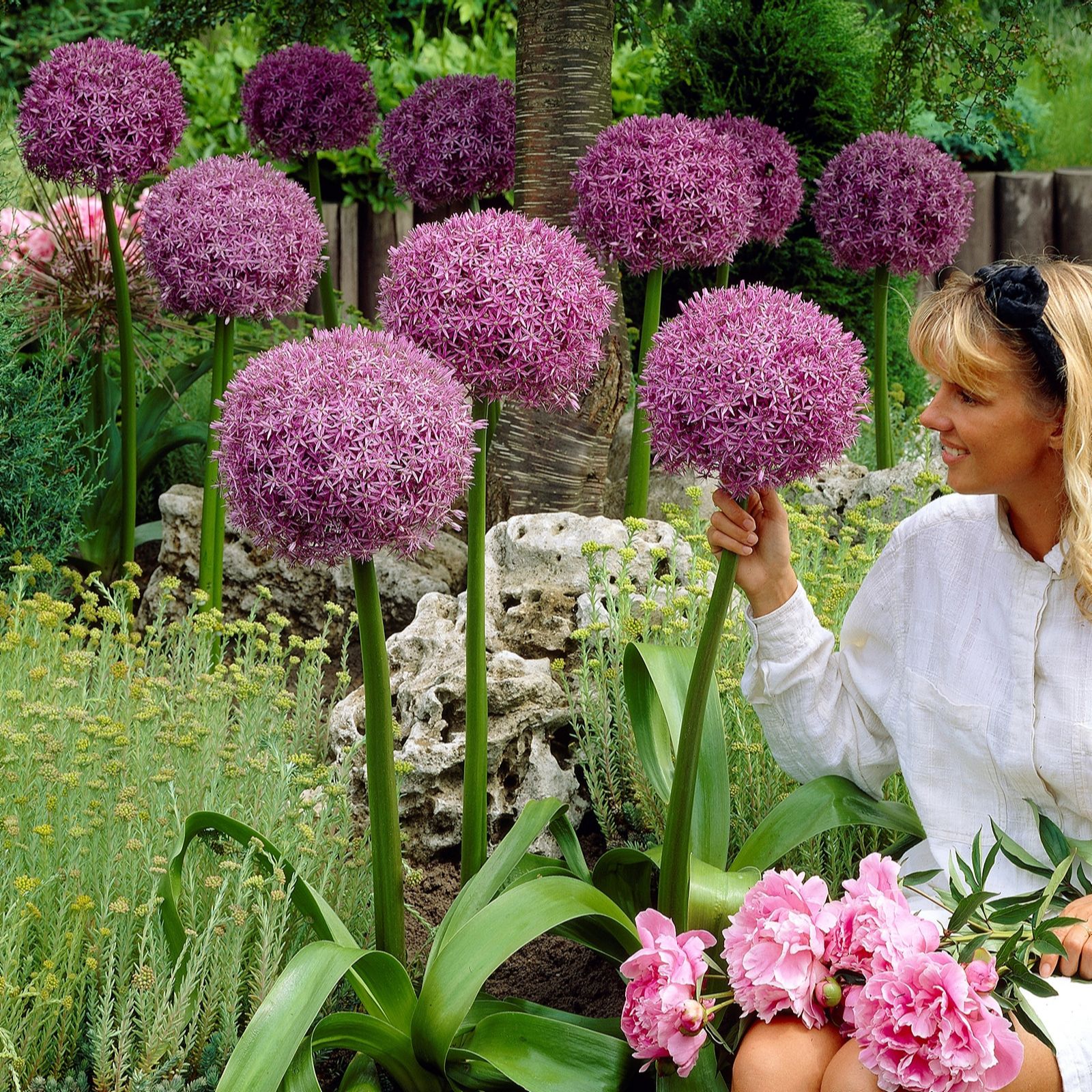 Hayloft Plants 21 x Decorative Allium Bulbs QVC UK