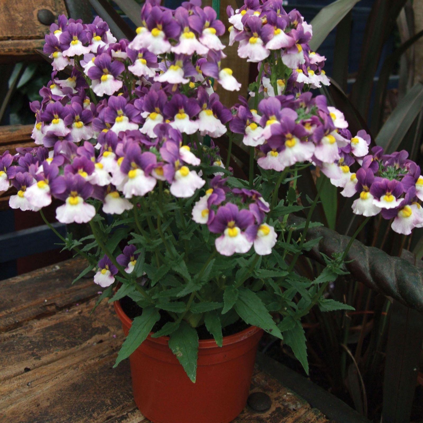 10 X Highly Scented Nemesia Young Plants Collection Qvc Uk