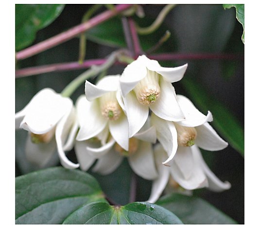 Thompson & Morgan 2x Clematis Winter Beauty with 7cm Pots