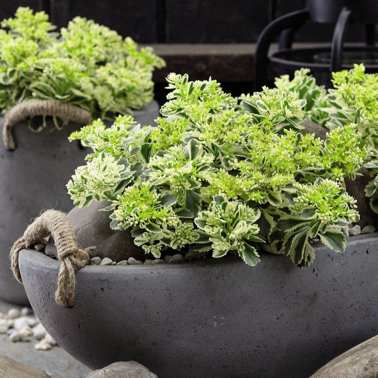 Suttons 3x Sedum Atlantis with 9cm Pots