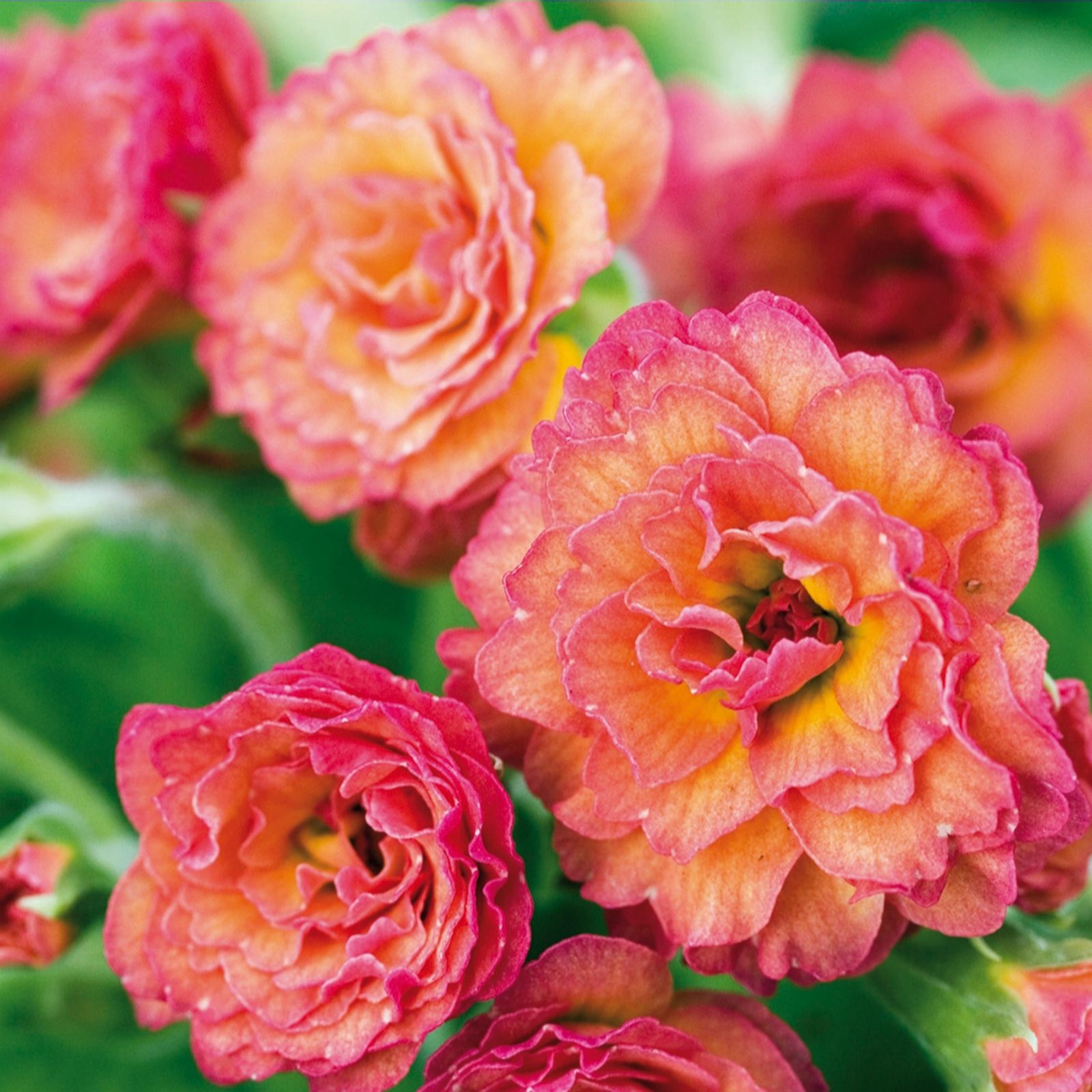 Hayloft 3 x Rosebud Primrose Young Plants QVC UK