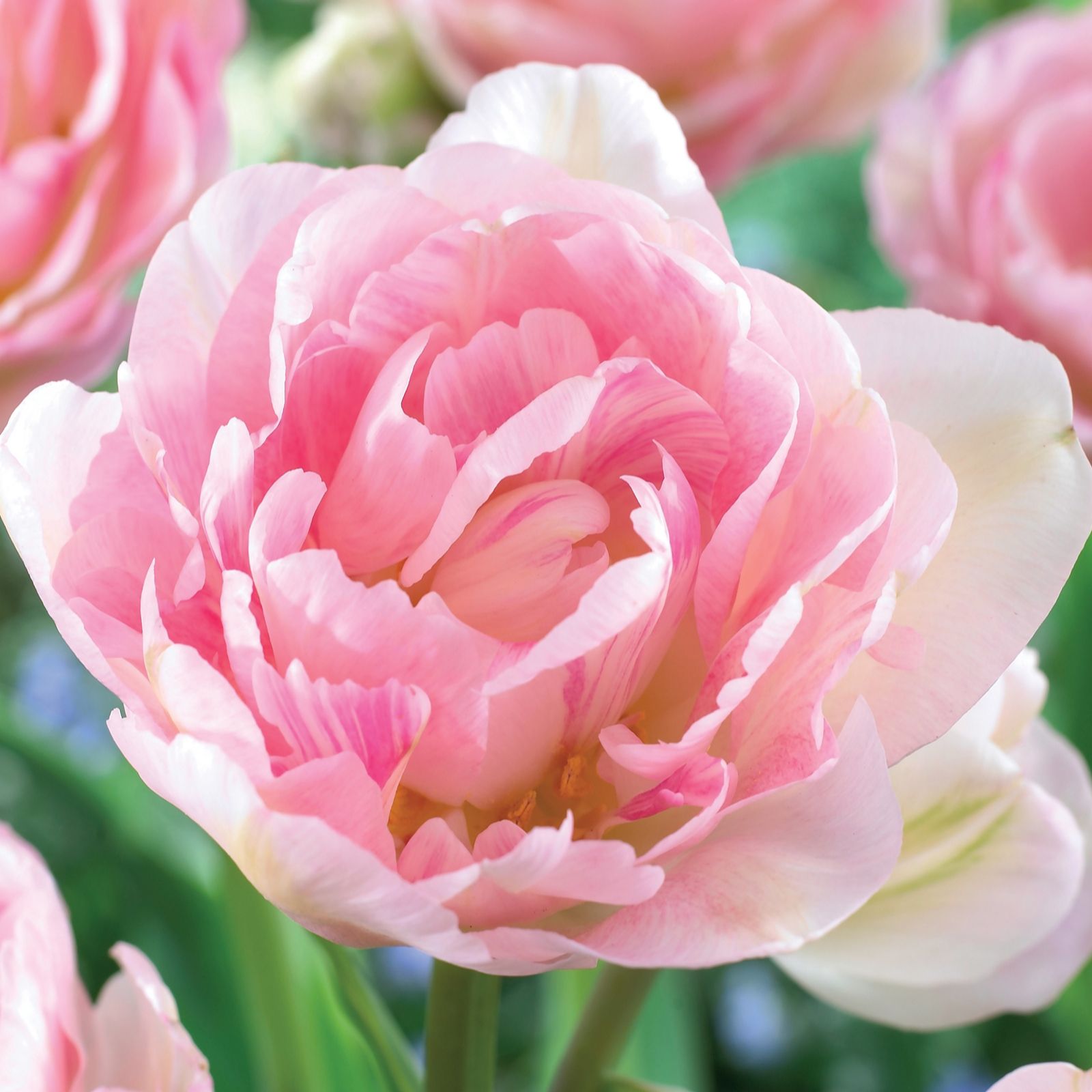 de Jager 18 x Fabulous Peony Tulip Bulbs QVC UK