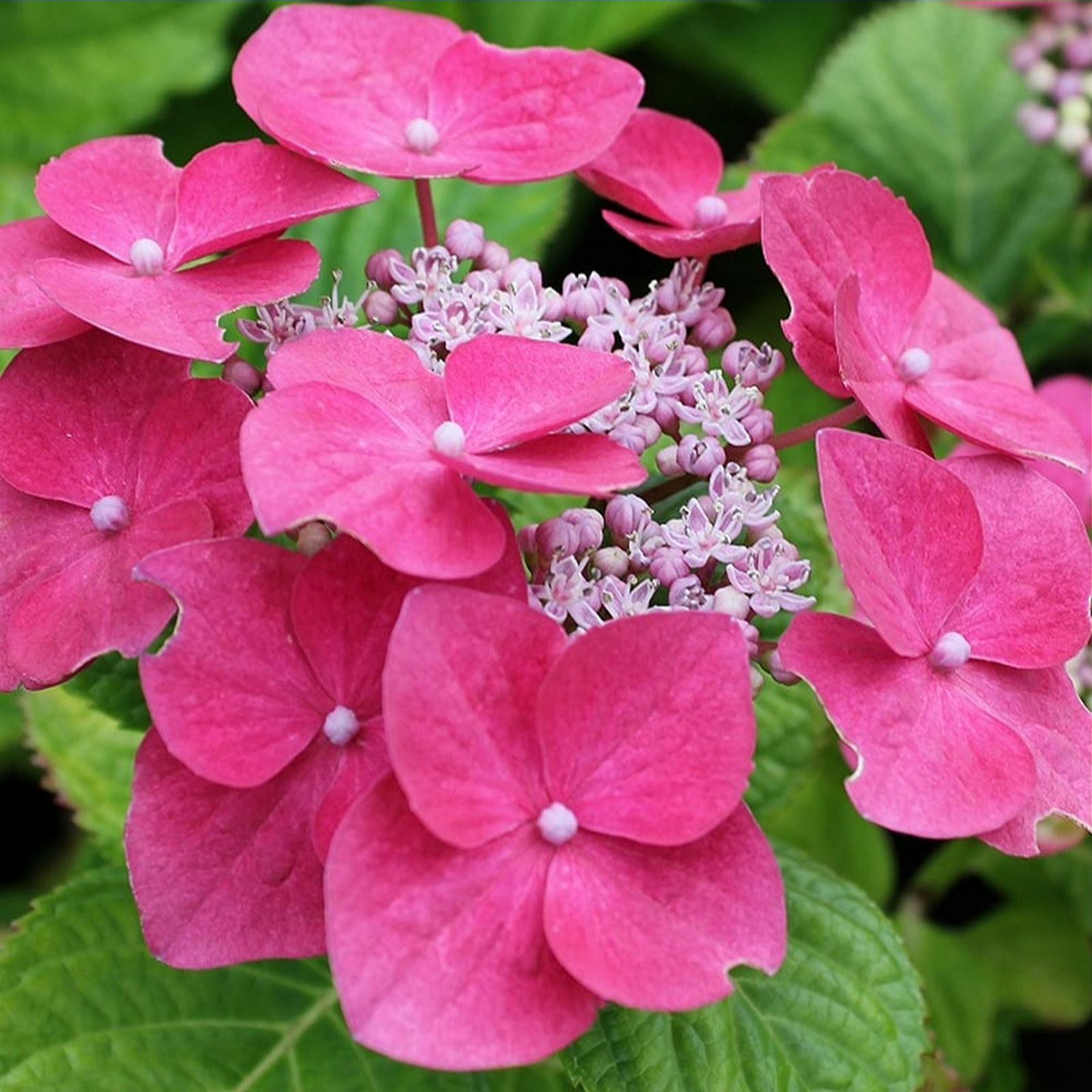 Plants2Gardens 1 x Hydrangea Garden Romance - QVC UK