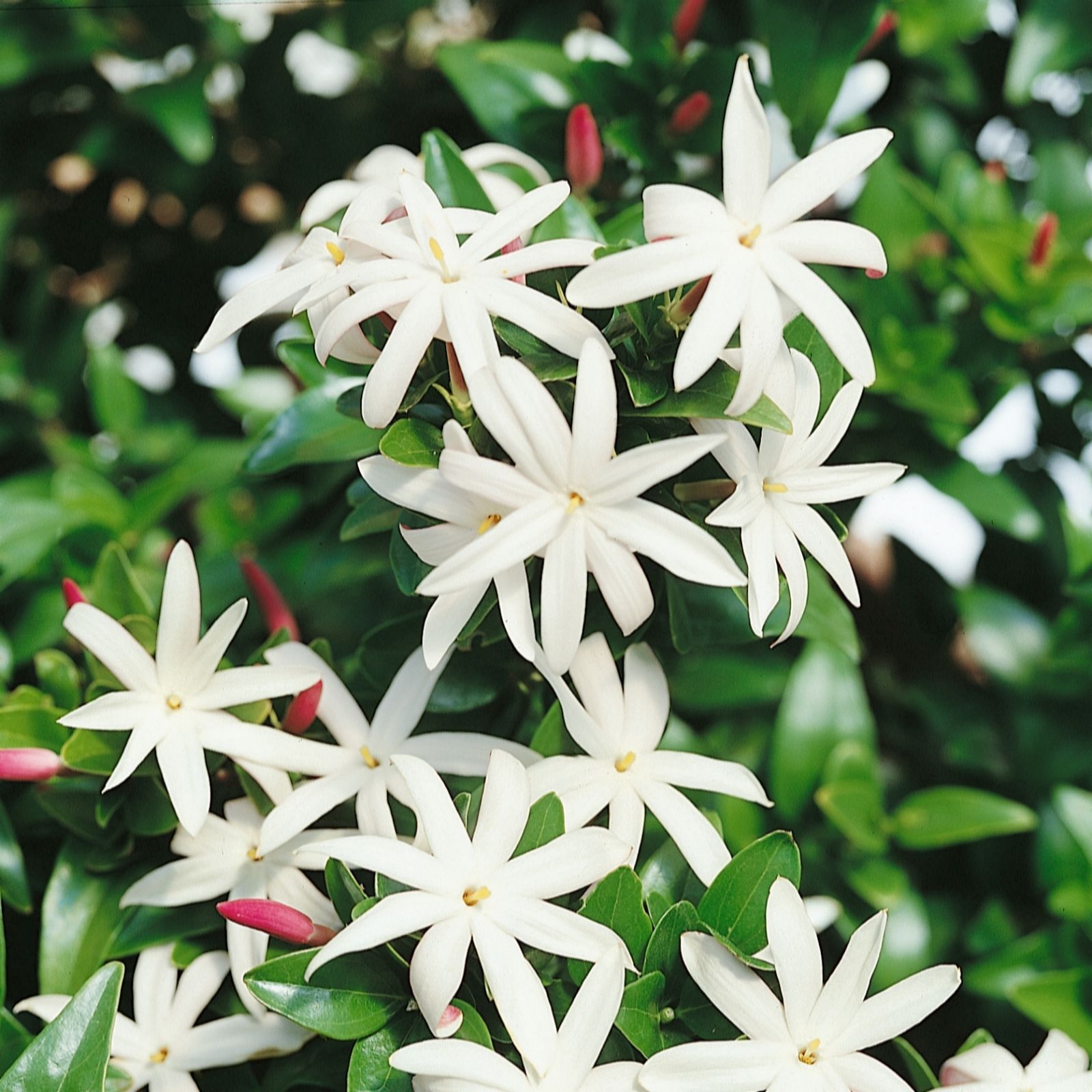 Plants2gardens Jasminium Angel Wings In 3 Litre Pot - Qvc Uk