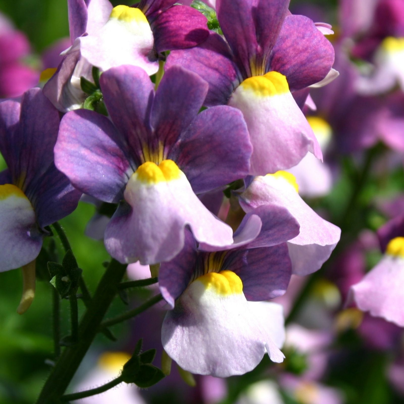 10 x Highly Scented Nemesia Nesia Young Plants QVC UK