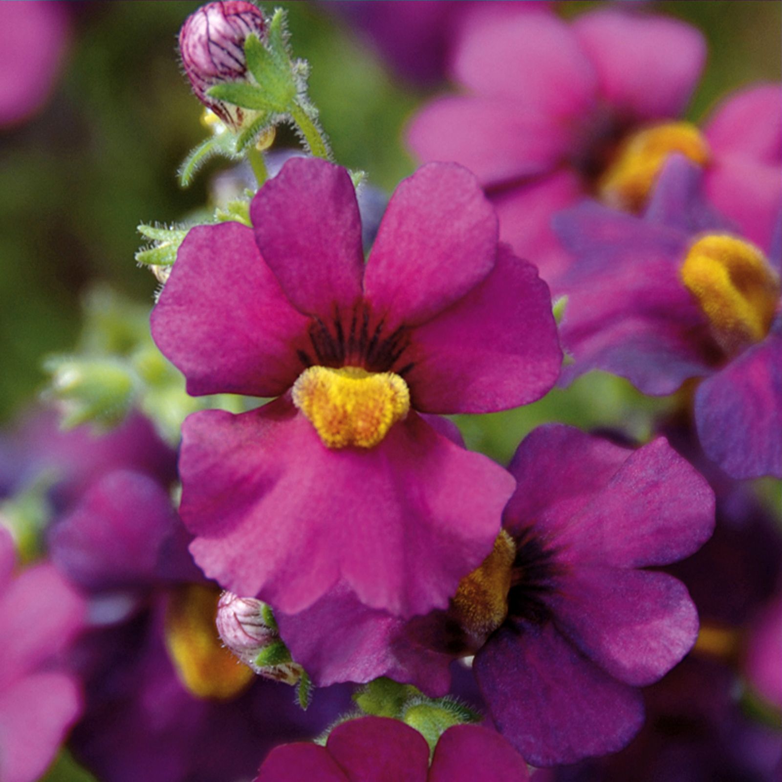 10 x Highly Scented Nemesia Nesia Young Plants QVC UK
