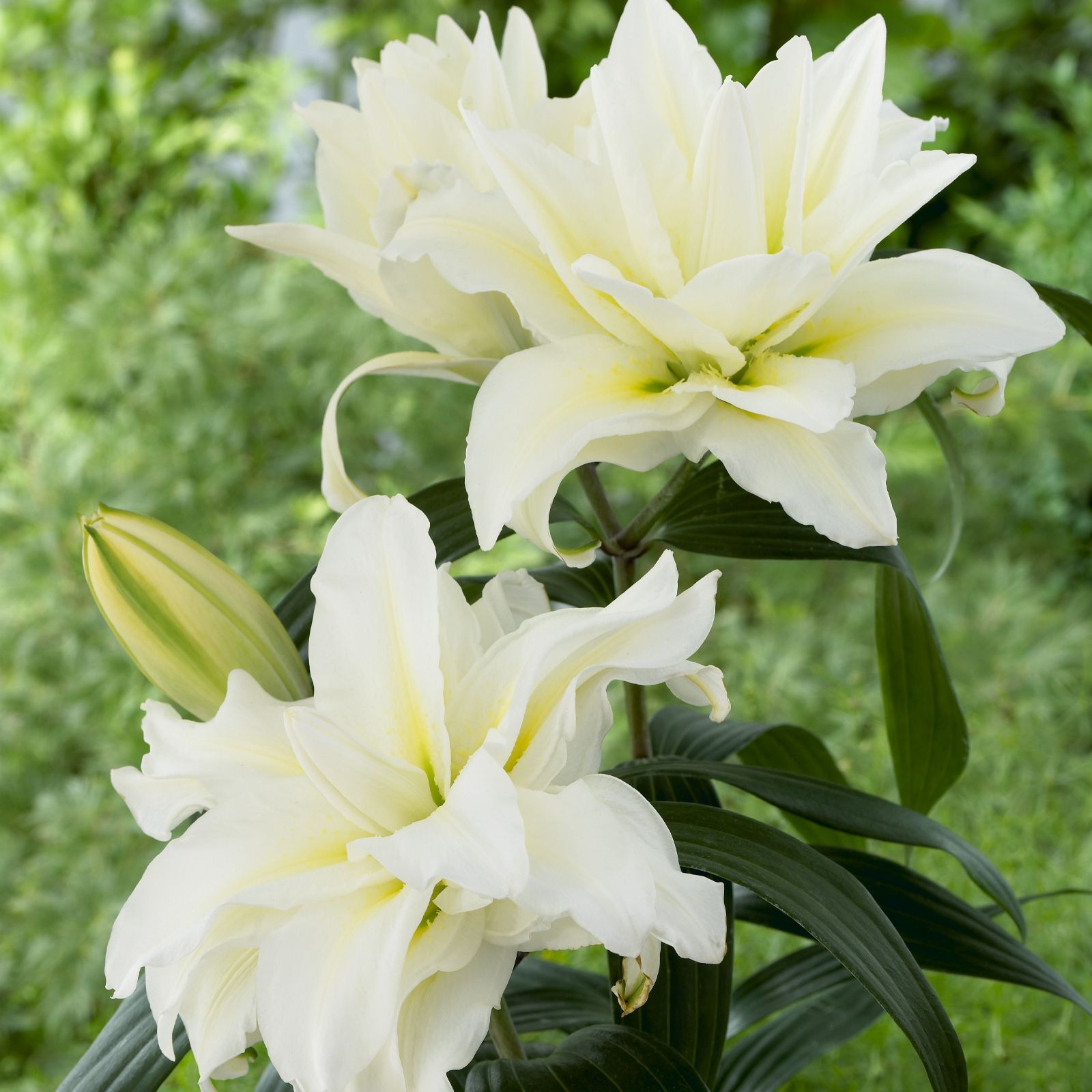 Hayloft Plants 5 x Rose Lily Bulbs QVC UK