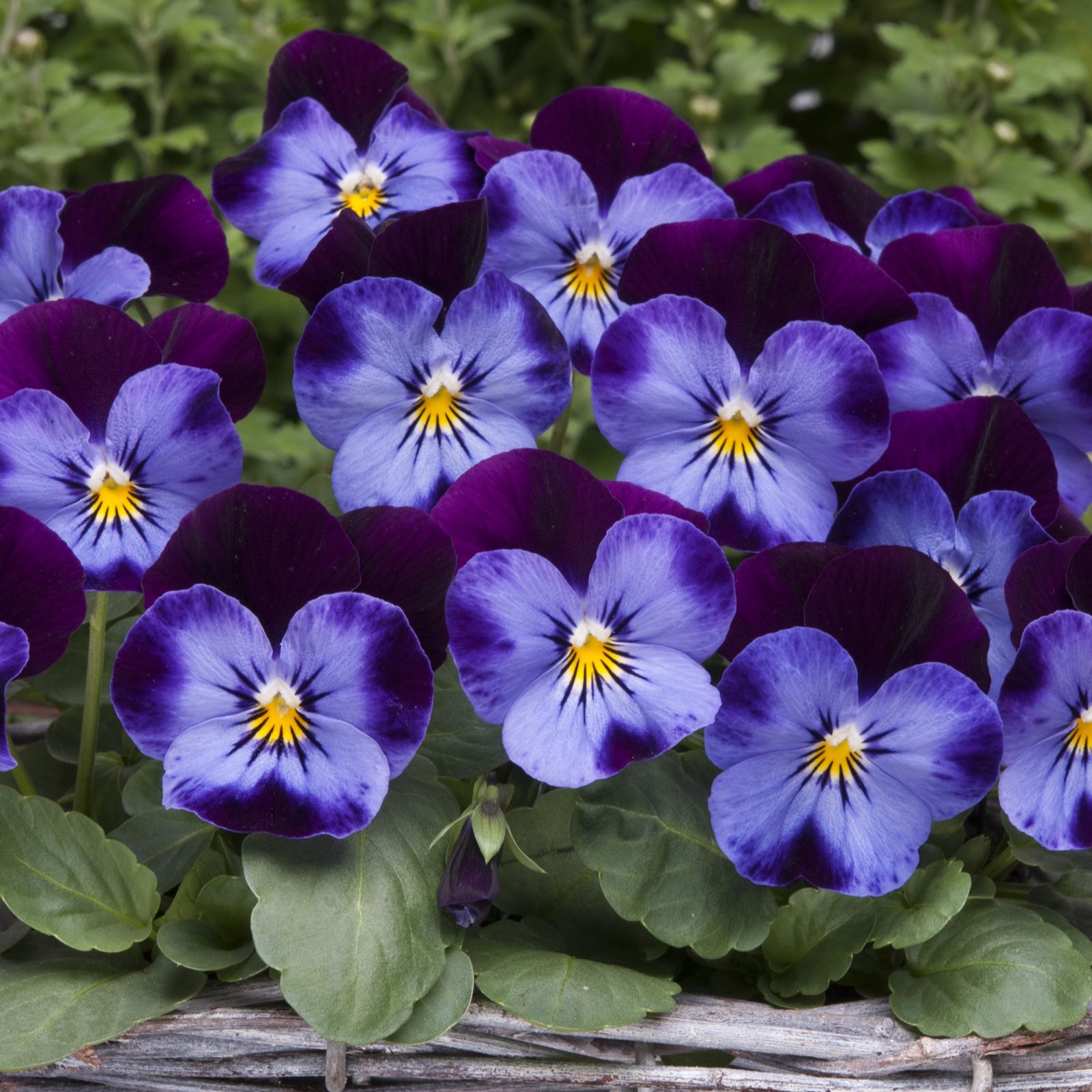 Plants2Gardens Primrose Vanilla Sky Plugs x 20 & Viola Blueberry Plugs ...