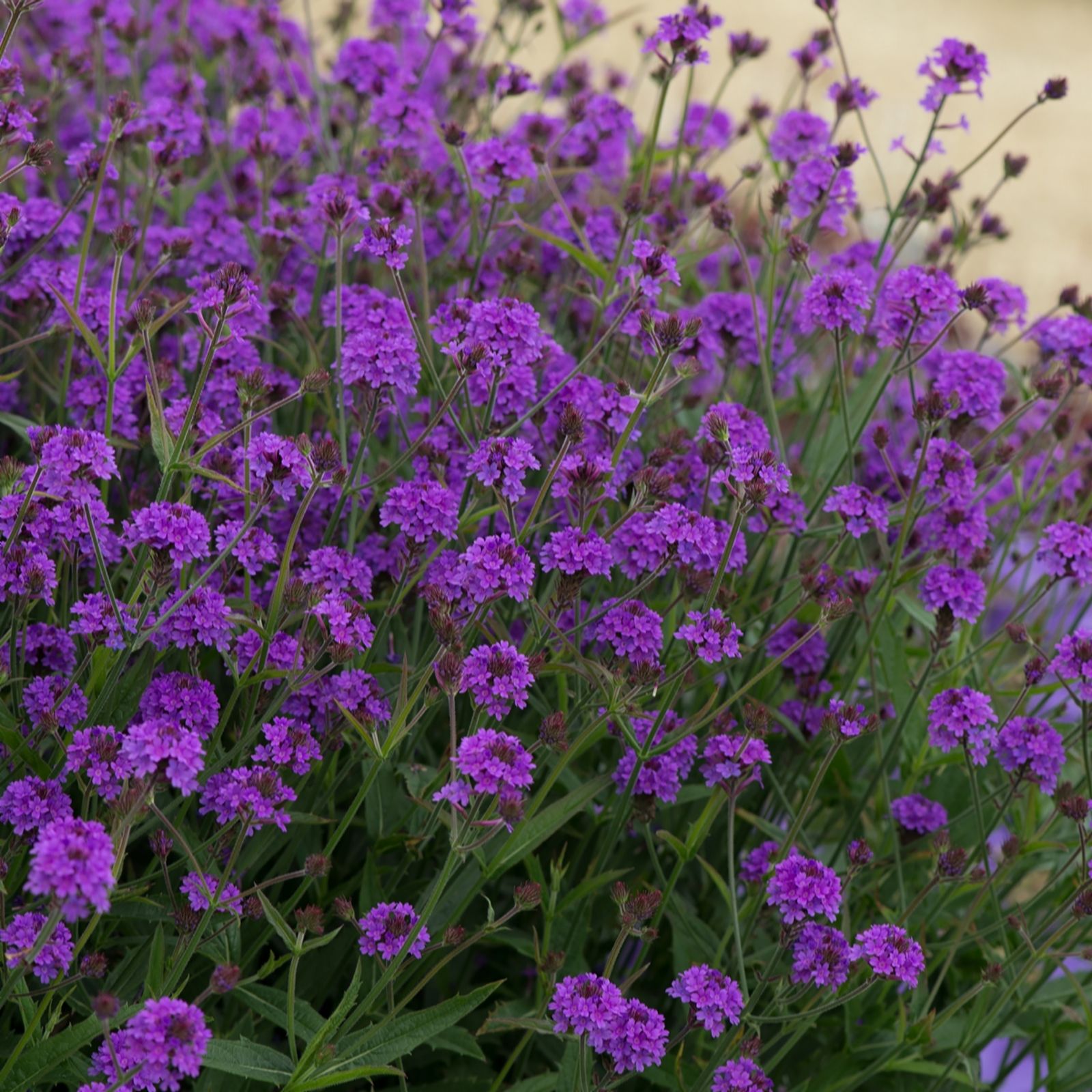 Plants2Gardens 6 x Verbena Santos Purple Plugs - QVC UK