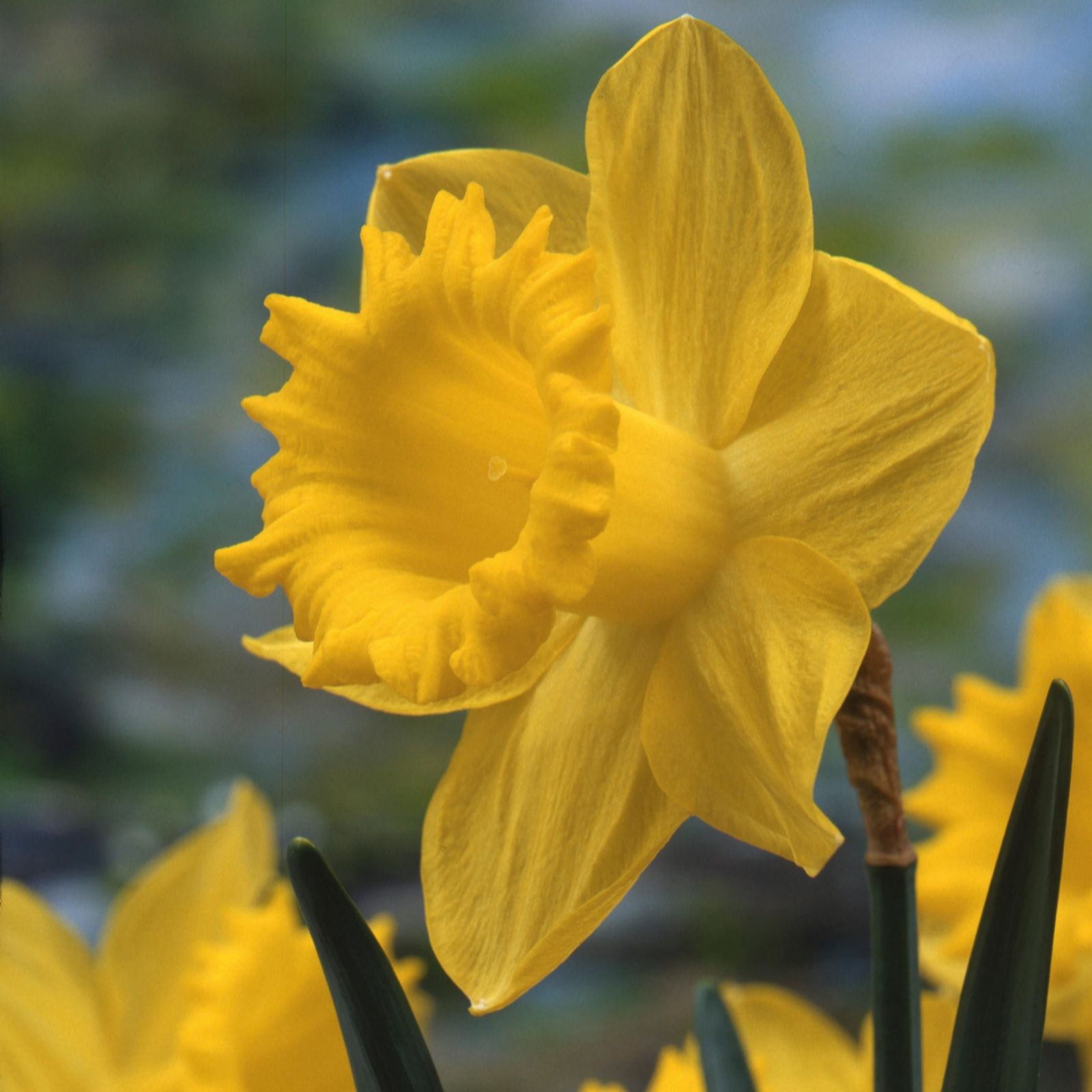 Hayloft Plants Heritage Trumpet Daffodil Collection 18 x Bulbs QVC UK