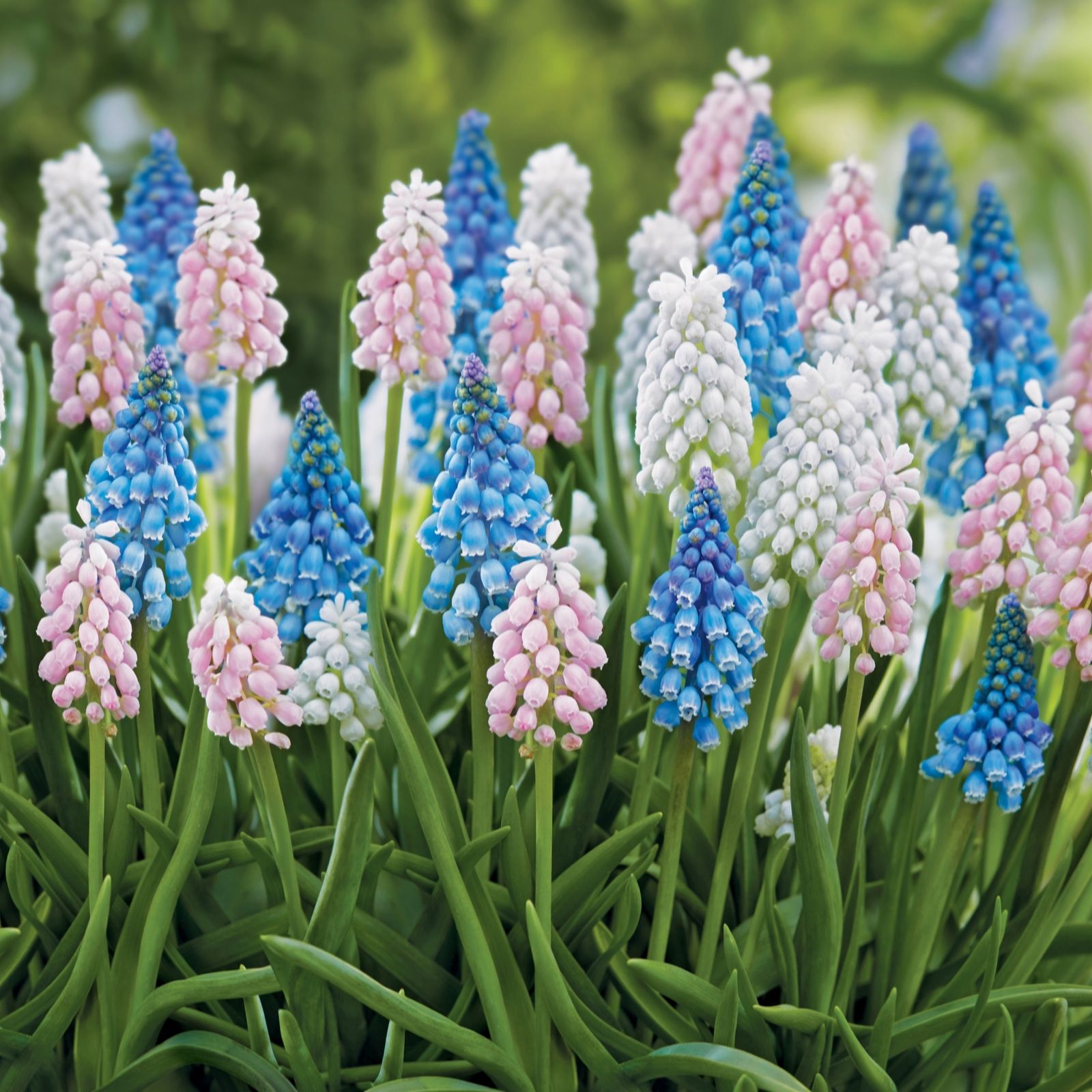 De Jager 40 x Magical Muscari Bulbs