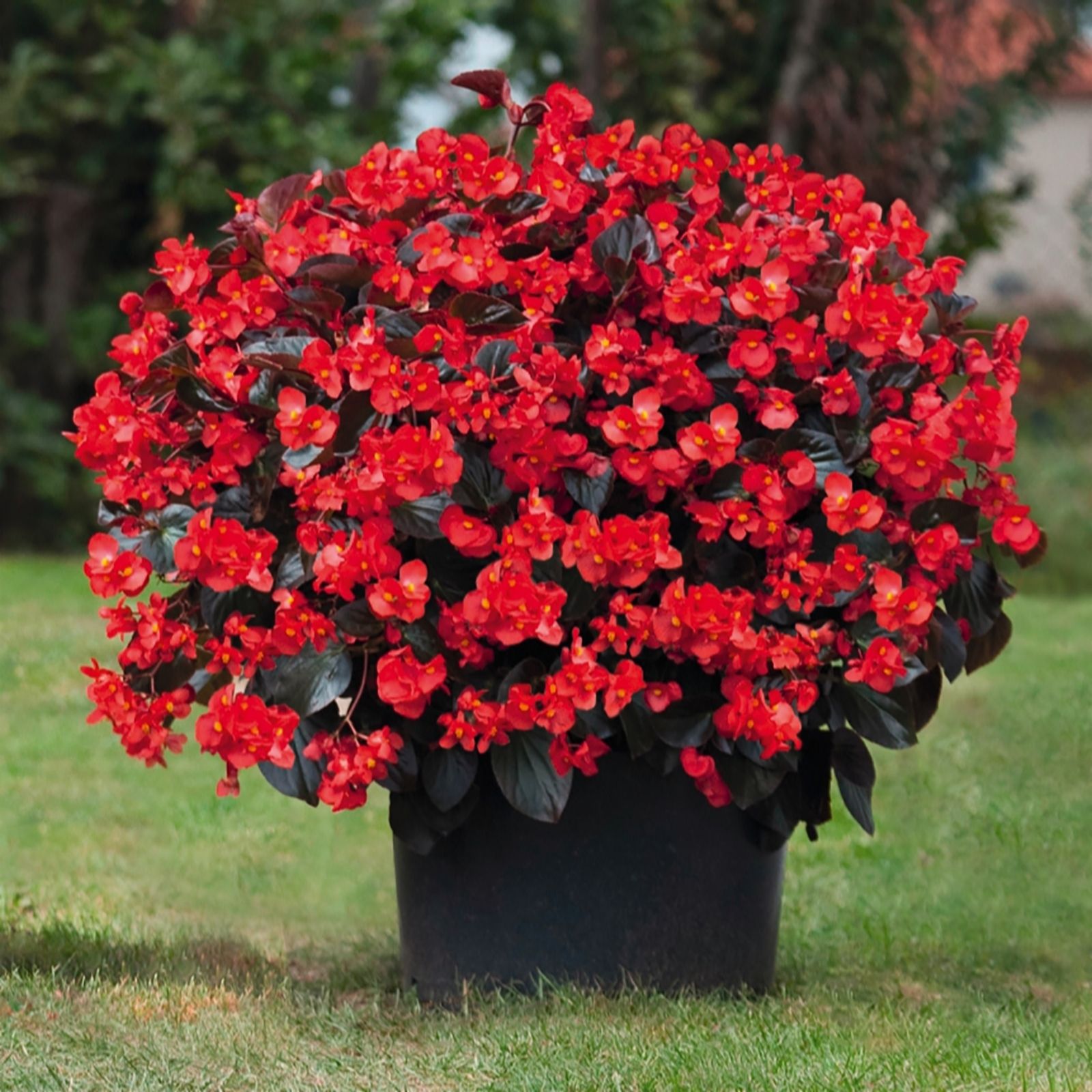 Richard Jackson Giant Begonia - QVC UK